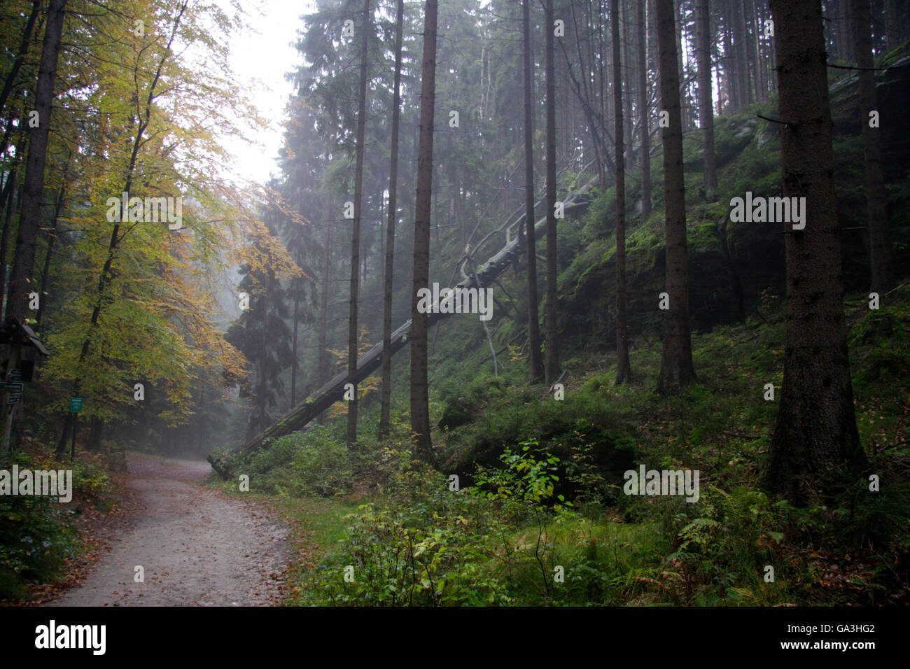 Wald bei Sebnitz - Saechsische Schweiz. Stock Photo