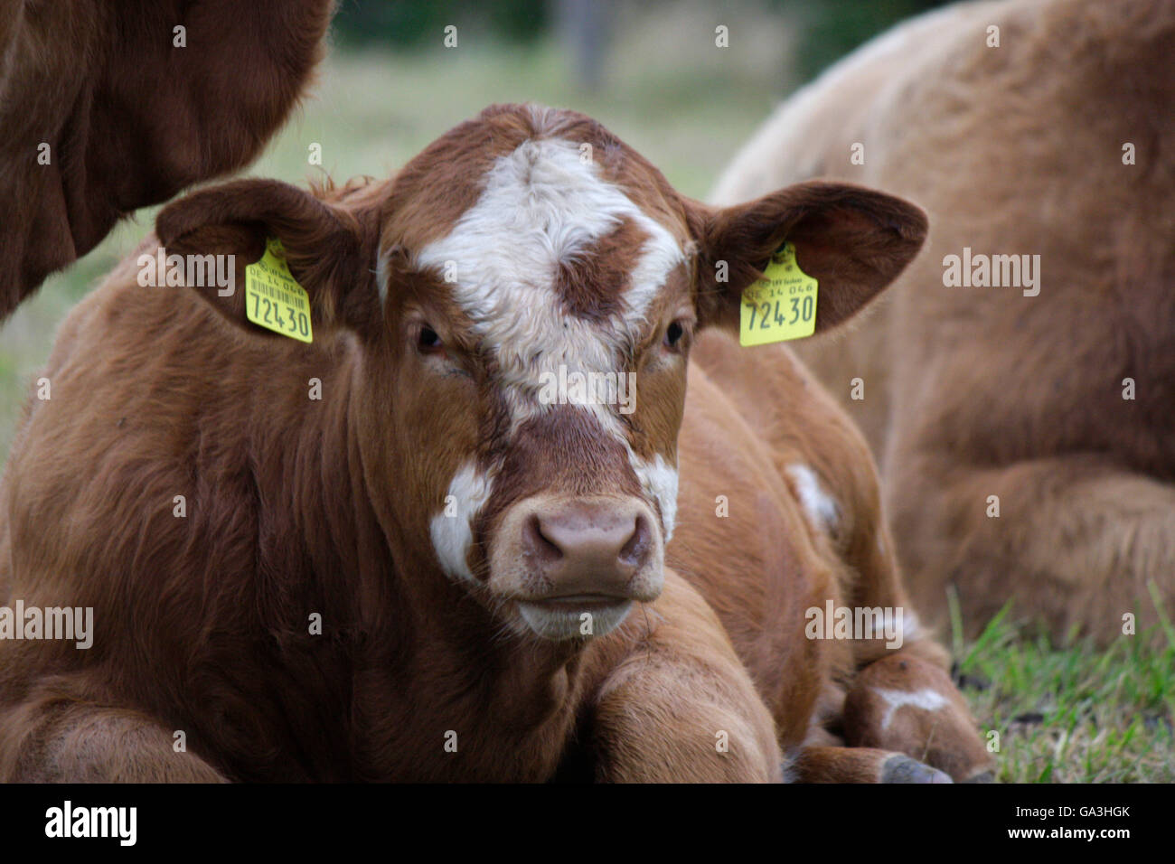 Rind - Saechsische Schweiz Stock Photo - Alamy