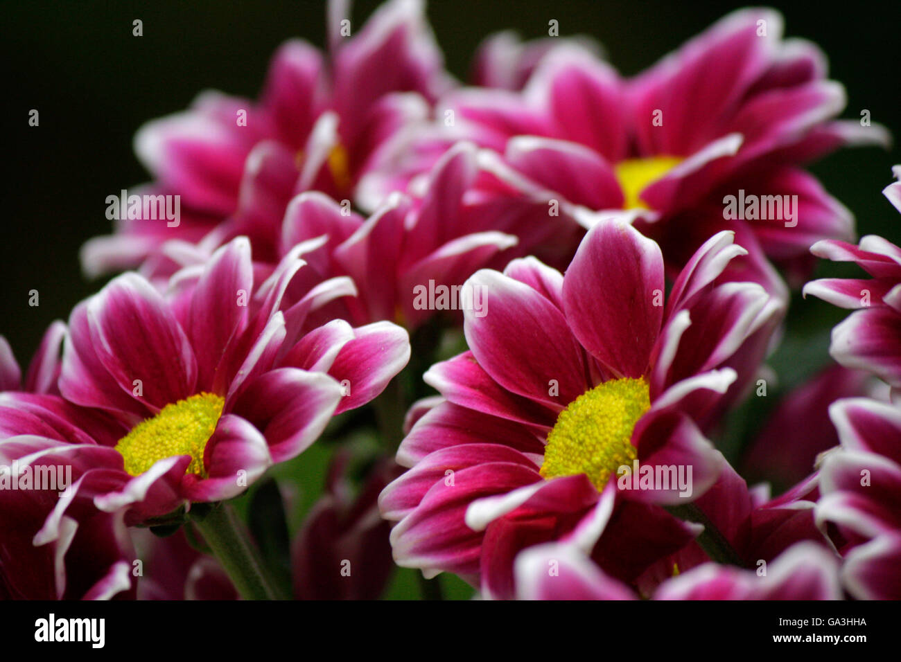 Blumen - Saechsische Schweiz. Stock Photo