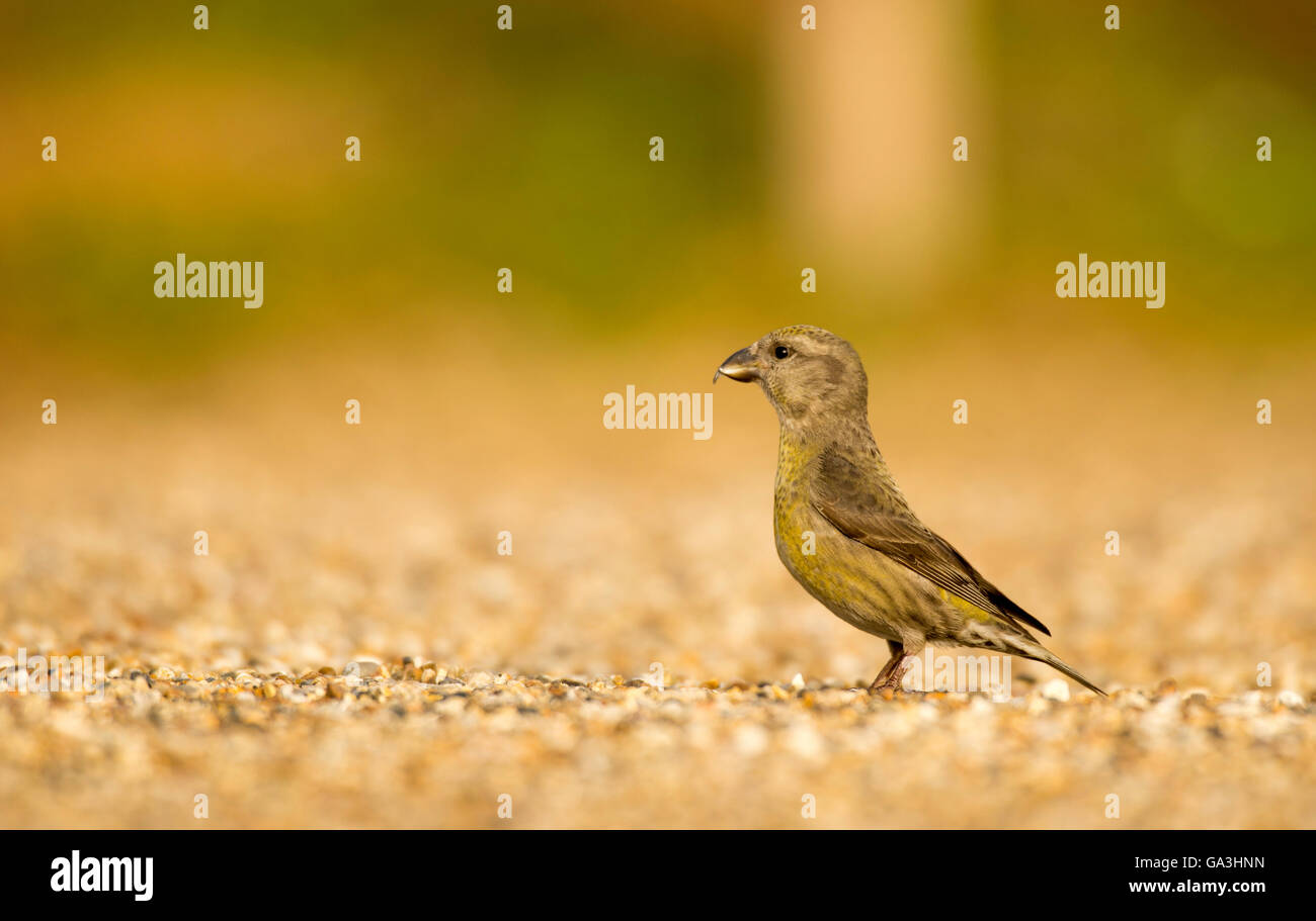 Crossbills High Resolution Stock Photography and Images - Alamy