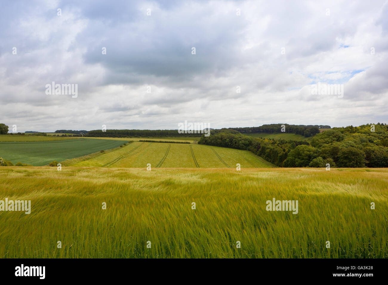 Gray cloudy skies over ripening barley in the agricultural landscape of the Yorkshire wolds in summertime Stock Photo