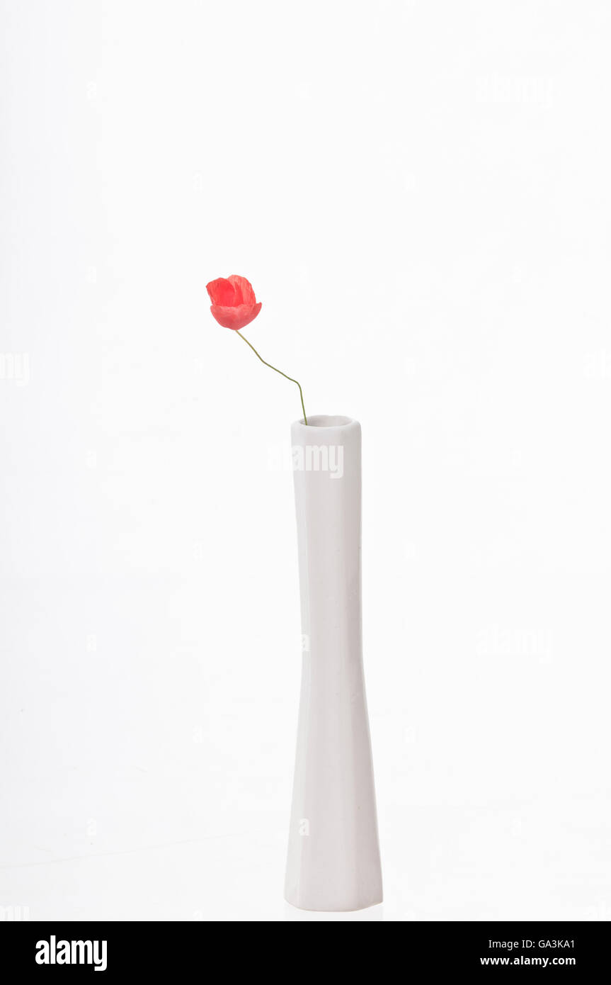 Poppy flower in a white vase Stock Photo