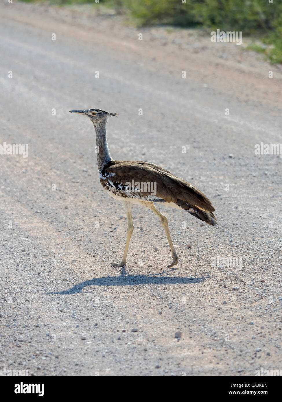 Kori bustard (Ardeotis kori) walking on gravel road, Okaukuejo, Etosha National Park, Region Outjo, Namibia Stock Photo