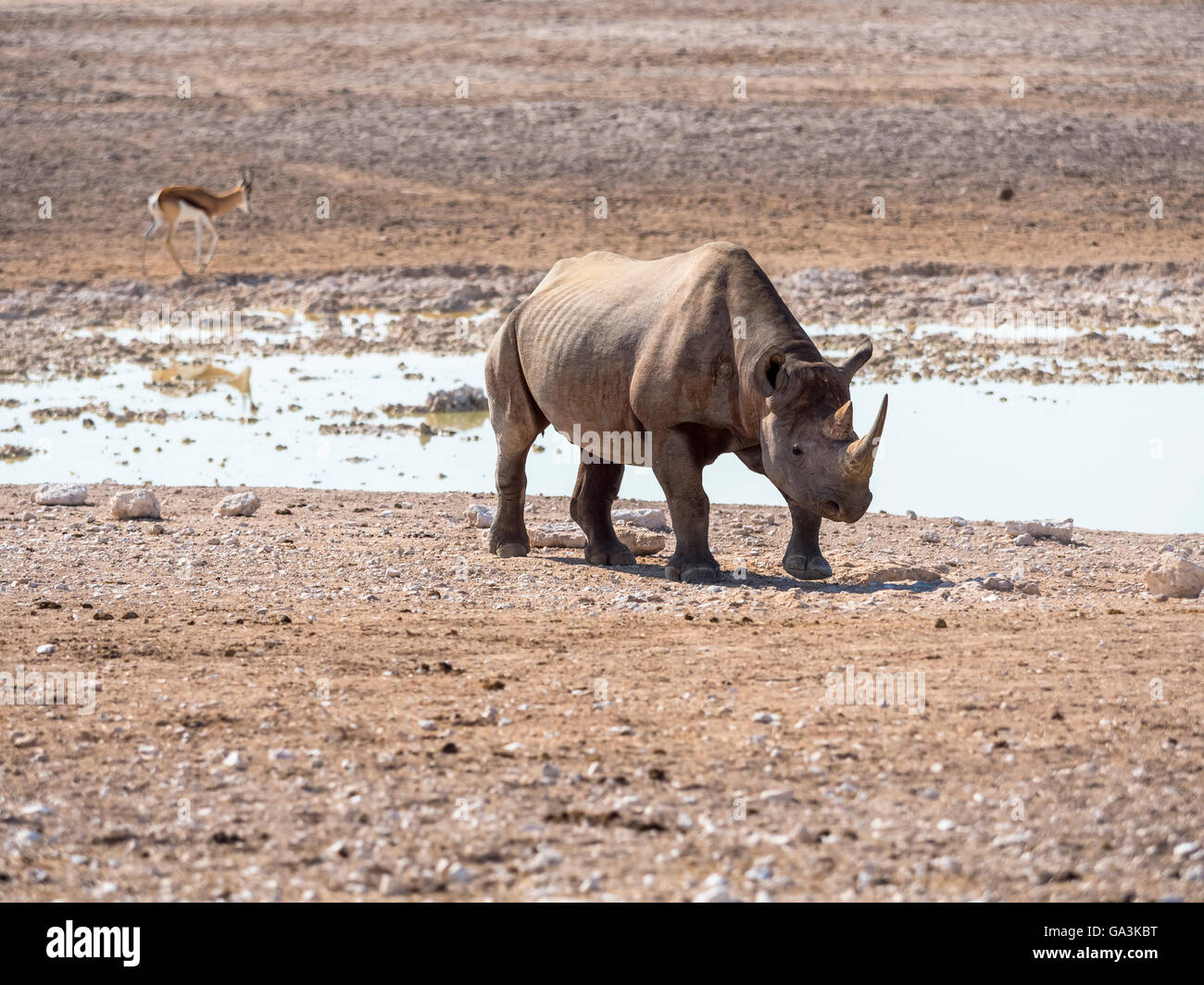 Black or hook-lipped rhinoceros (Diceros bicornis) at waterhole, Okaukuejo, Etosha National Park, Namibia Stock Photo
