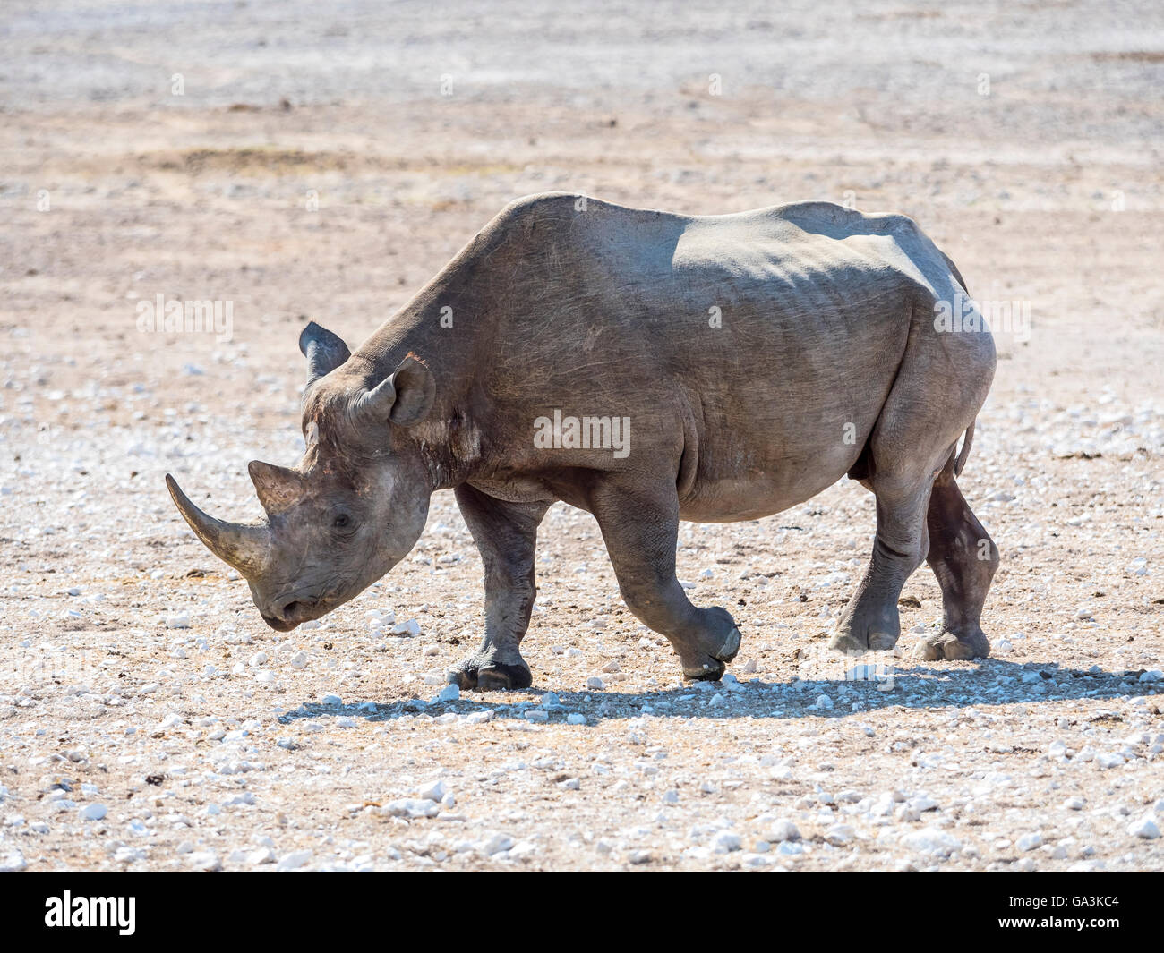 Black or hook-lipped rhinoceros (Diceros bicornis), Okaukuejo, Etosha National Park, Namibia Stock Photo