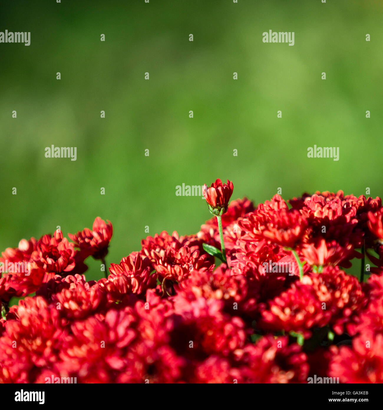 Red Chrysanthemum flowers Stock Photo Alamy