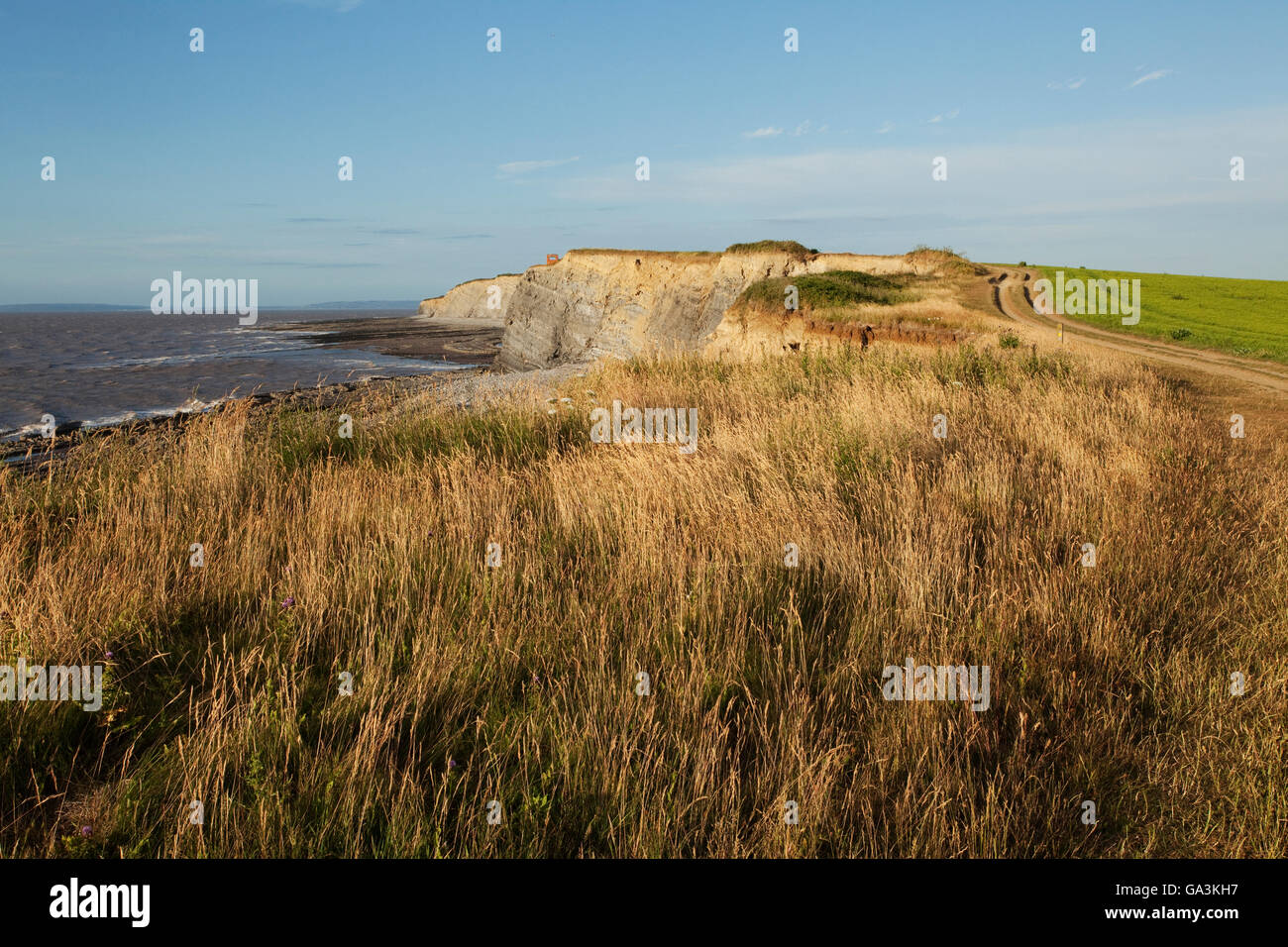 Clifftop at Klive Beach towards the east, Somerset, England, United Kingdom, Europe Stock Photo
