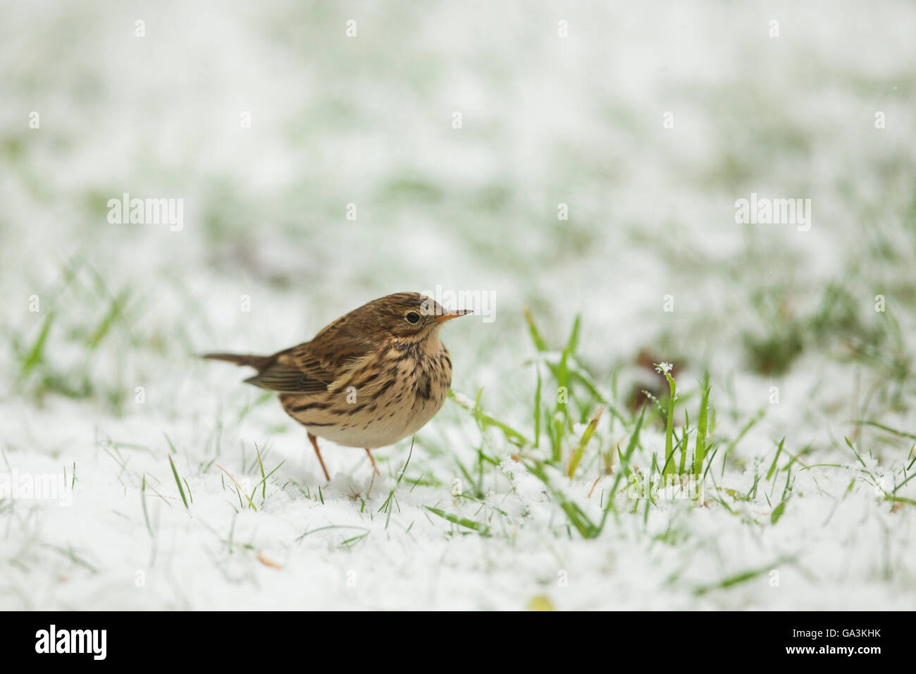 Meadow pipit (Anthus pratensis) on snow-covered grass Stock Photo