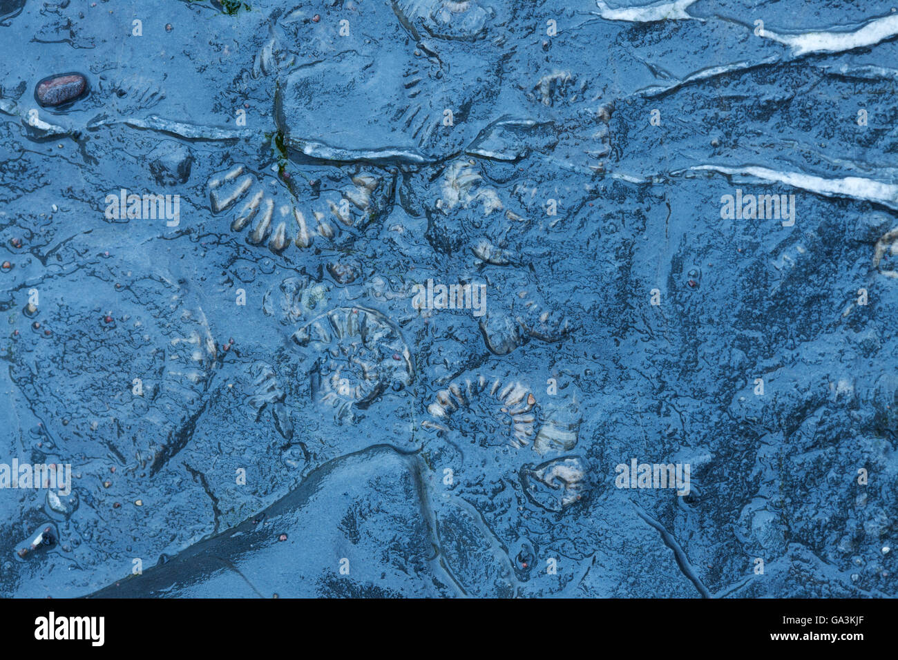 Ammonite fossils of various sizes in shale, at the northeastern end of Kilve Beach, Somerset, England, United Kingdom, Europe Stock Photo