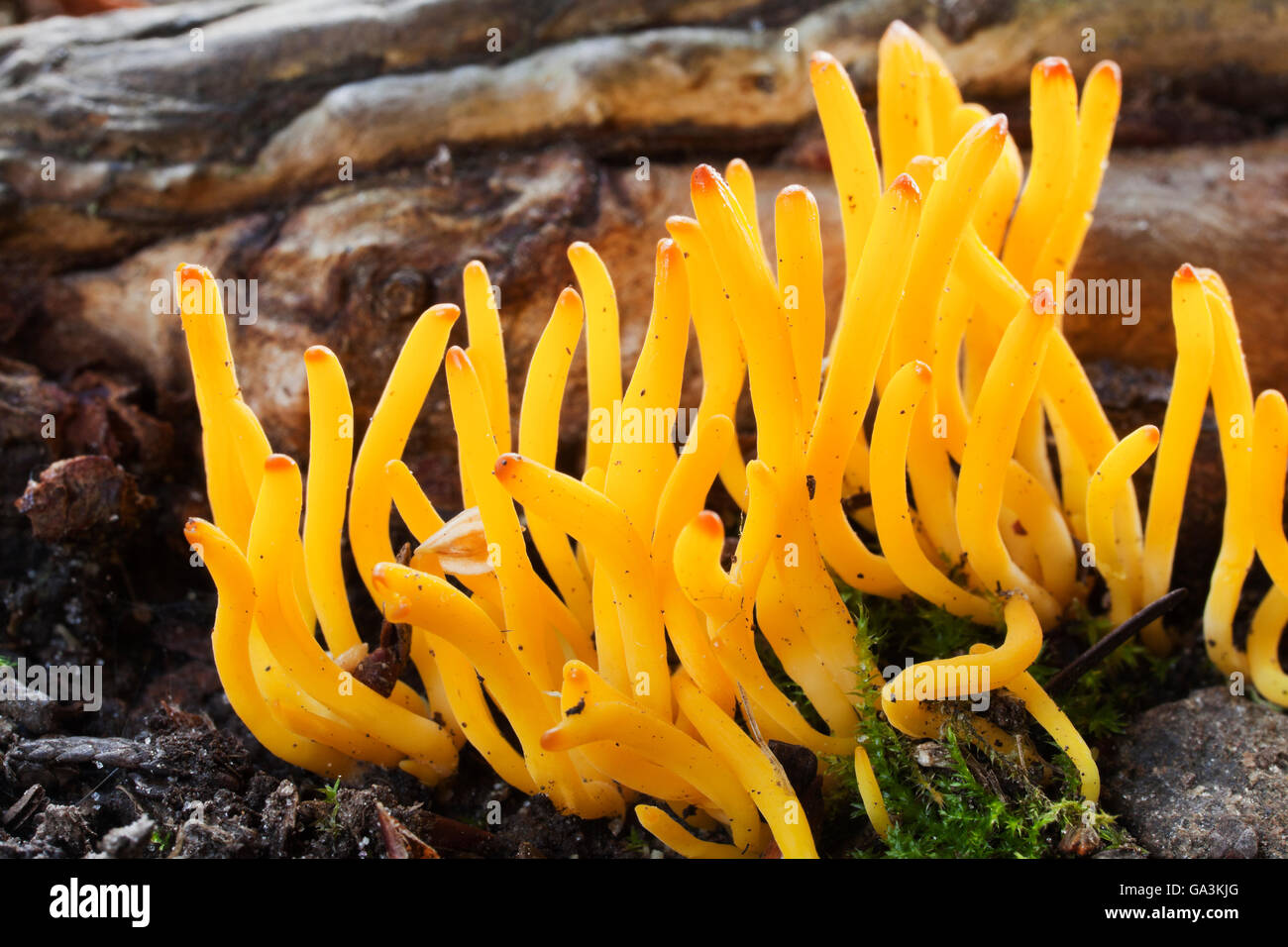 A clump of Stagshorn or Jelly antler fungus (Calocera viscosa) Stock Photo
