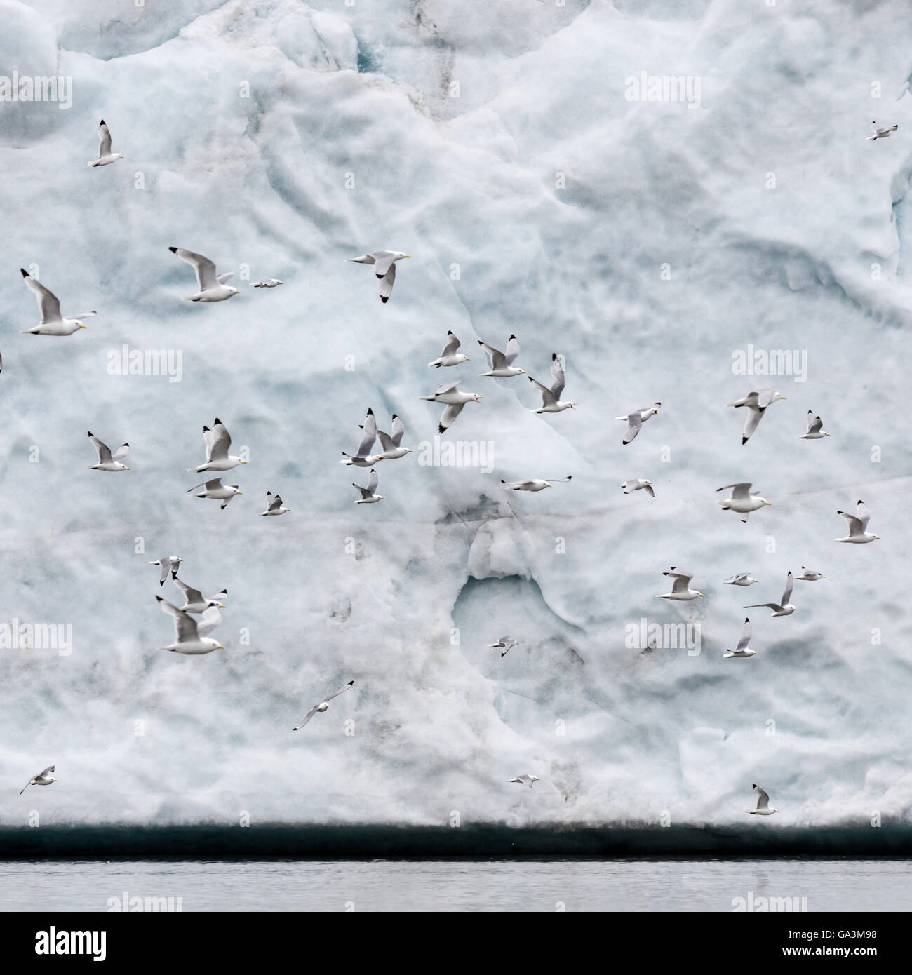 Kittiwakes flying in front of Hornbreen (Horn glacier), Hornsund, Spitsbergen, Svalbard Archipelago, Norway Stock Photo