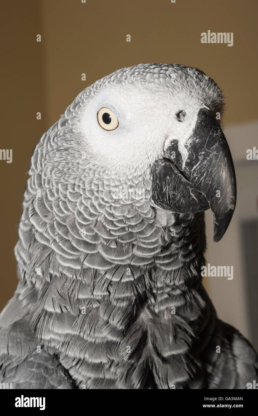 Congo African grey parrot, Psittacus erithacus erithacus, native to