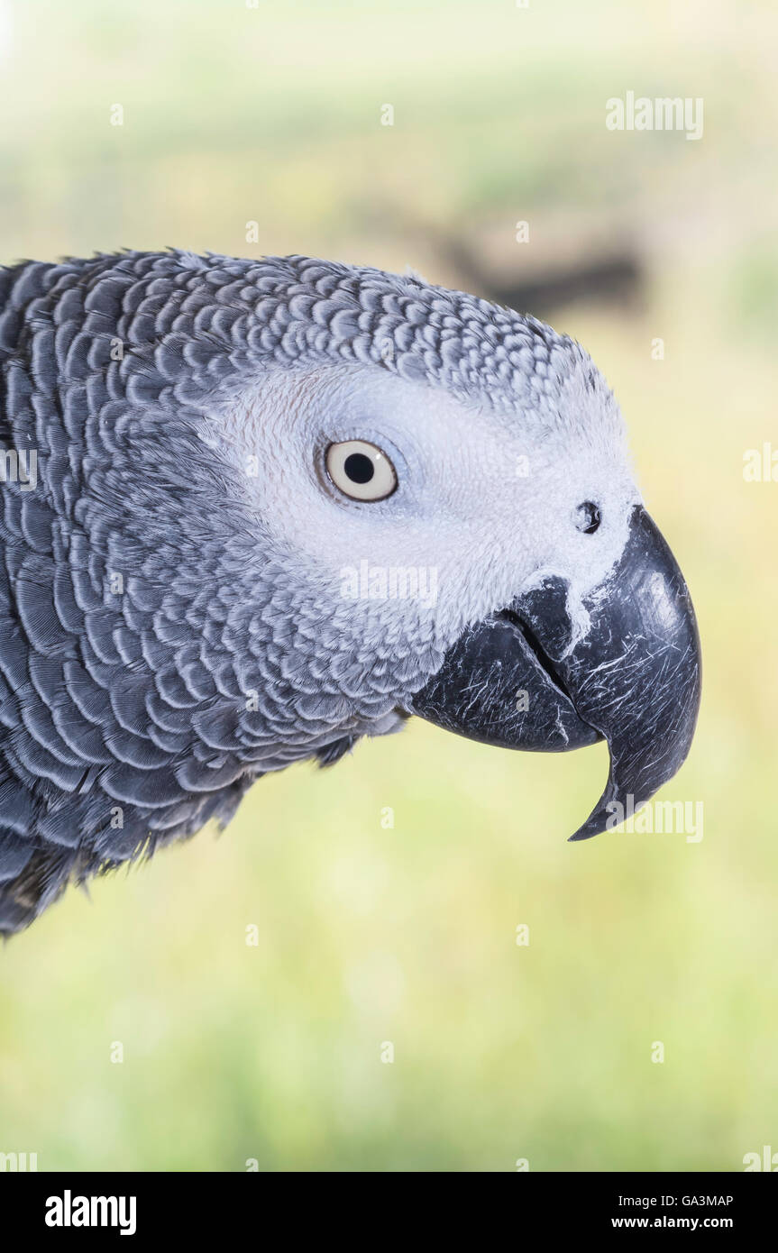 Congo African grey parrot, Psittacus erithacus erithacus, native to
