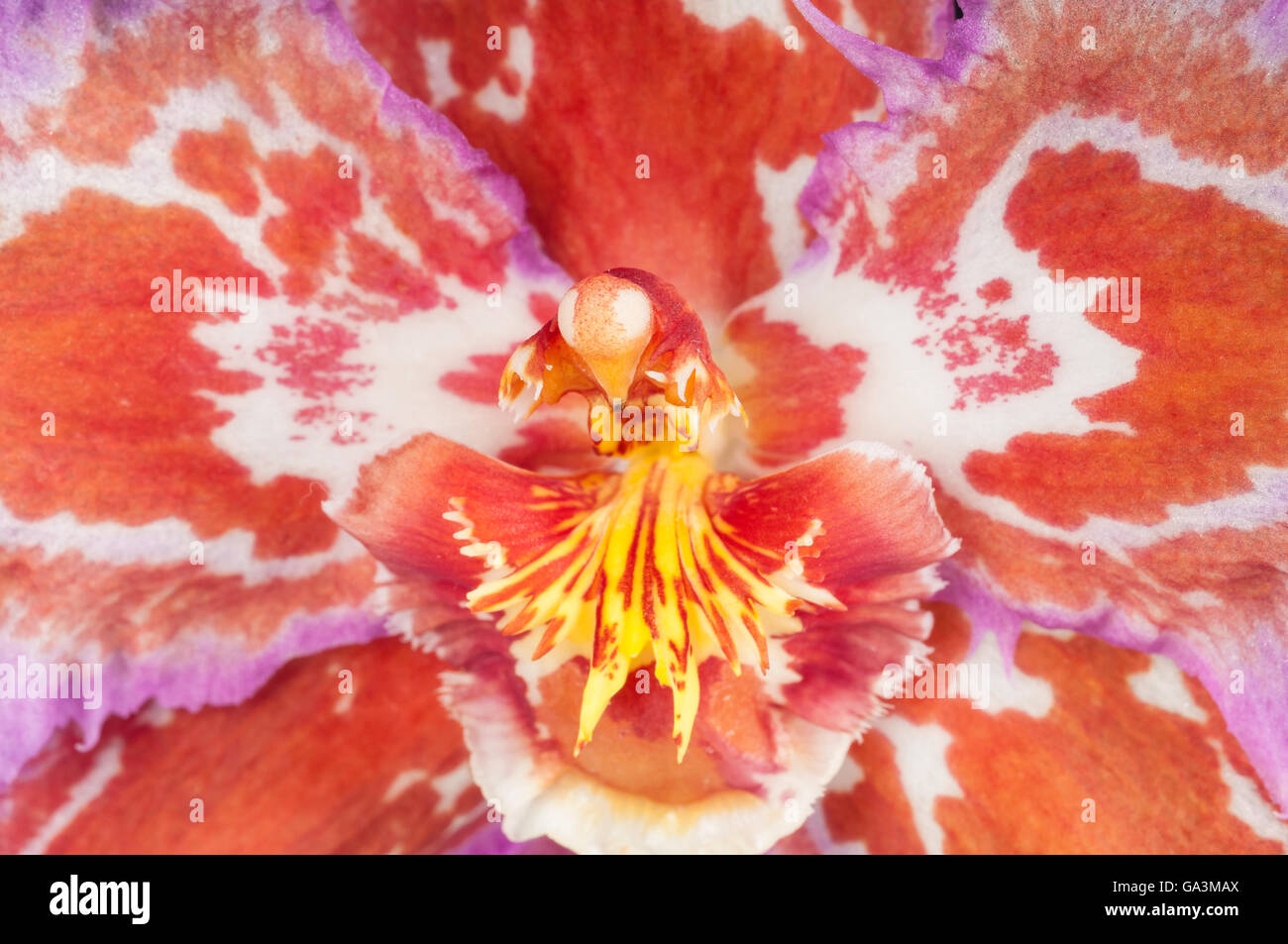 Odontioda, Oda Nichirei Sunrise x Odm crispum 'Rund', hybrid orchid Stock Photo