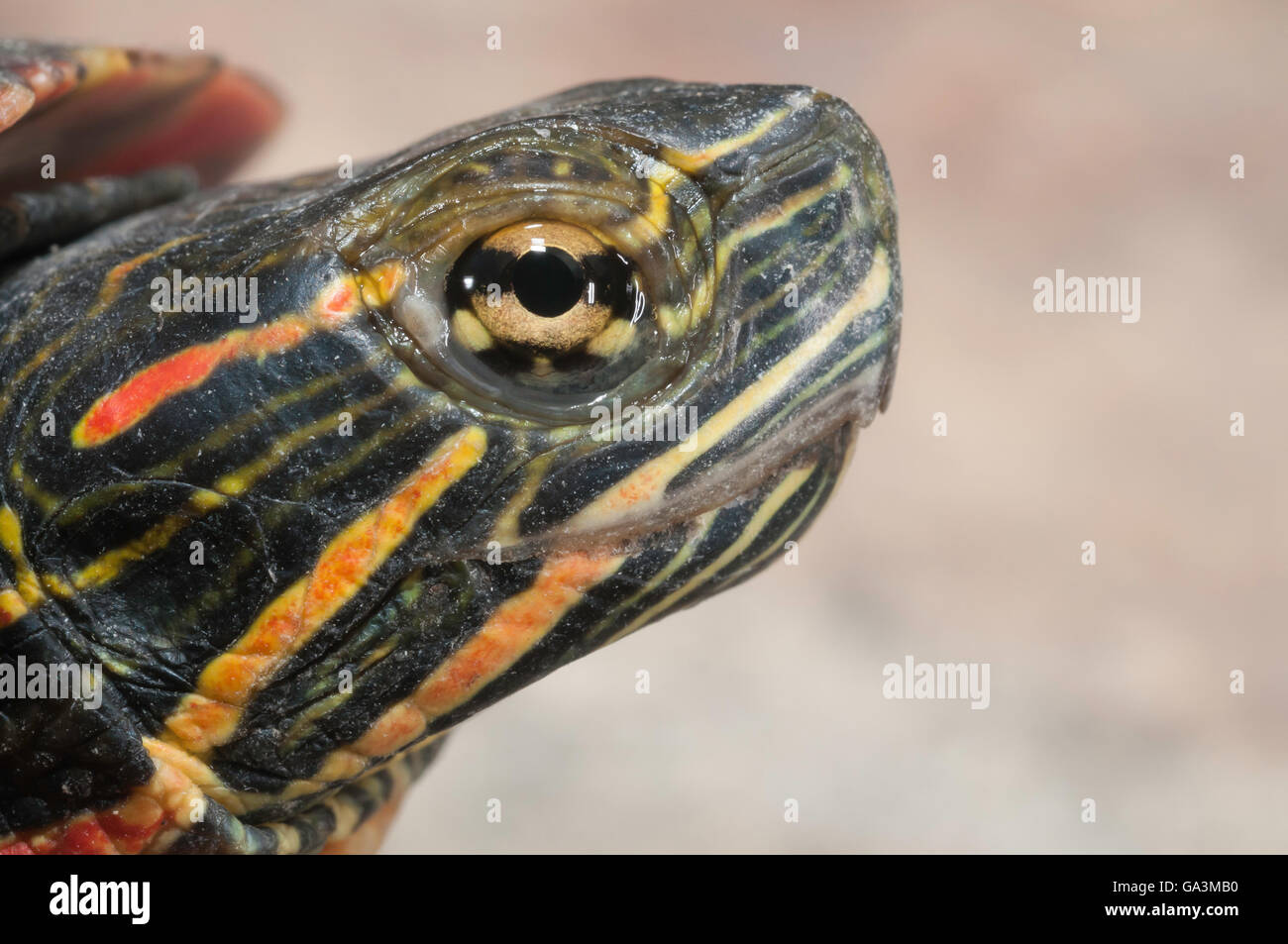 Chrysemys picta marginata hi-res stock photography and images - Alamy