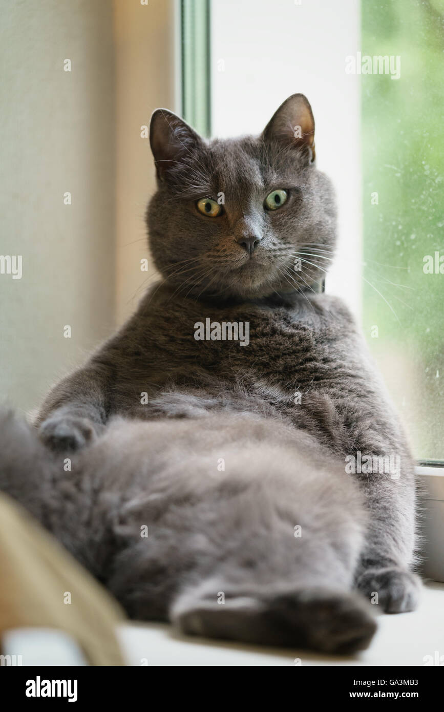 gray cat with tough look on the window Stock Photo