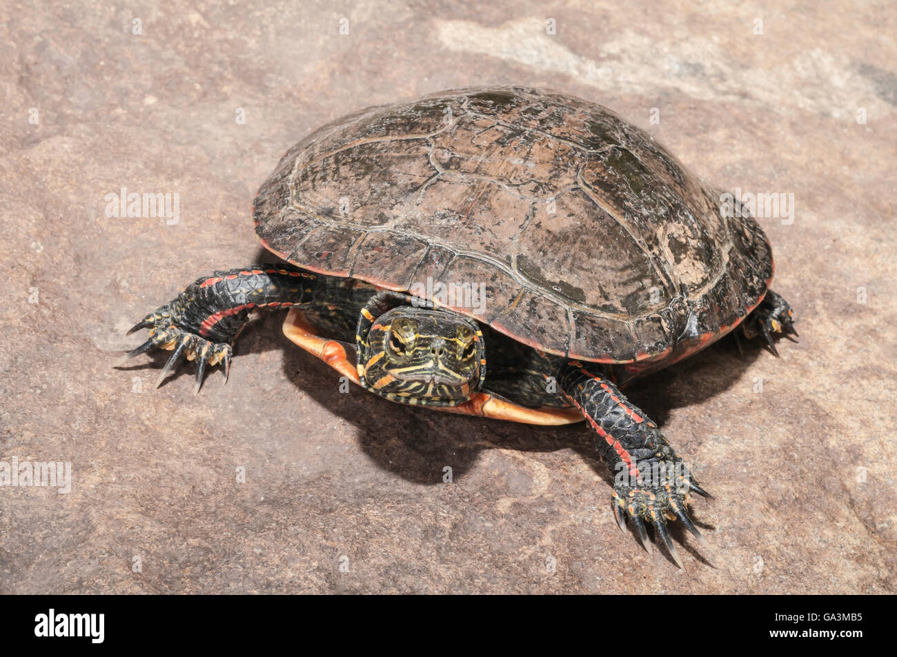 Midland painted turtle, Chrysemys picta marginata; native to eastern Canada and USA to central USA Stock Photo