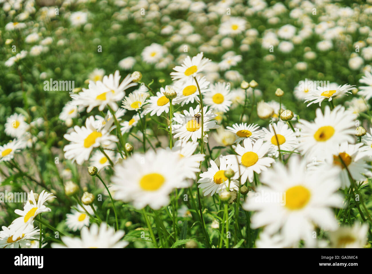 Chamomile lawn garden hi-res stock photography and images - Alamy