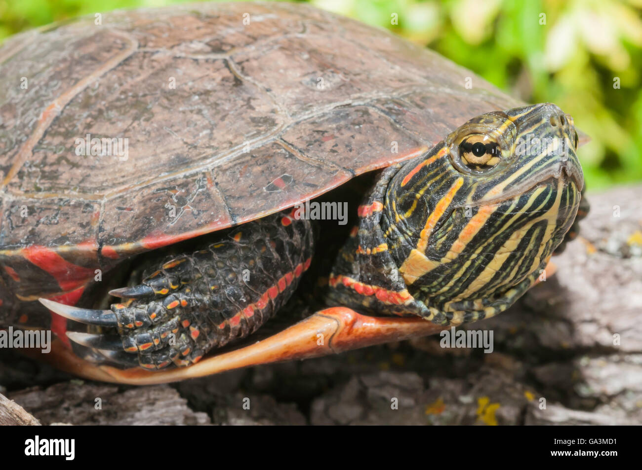 Midland painted turtle, Chrysemys picta marginata; native to eastern