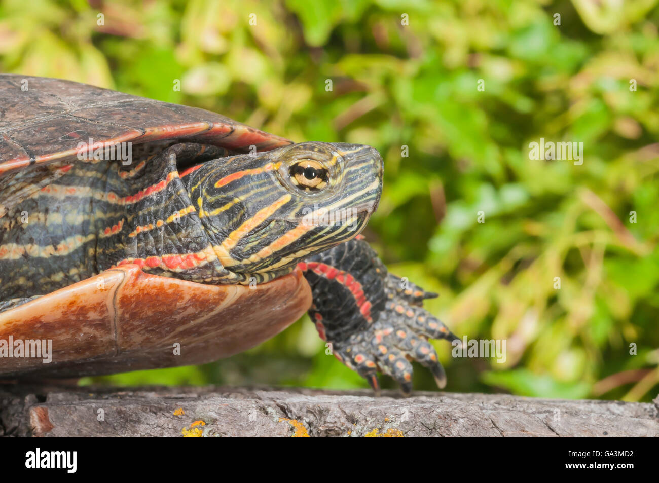 Midland painted turtle, Chrysemys picta marginata; native to eastern