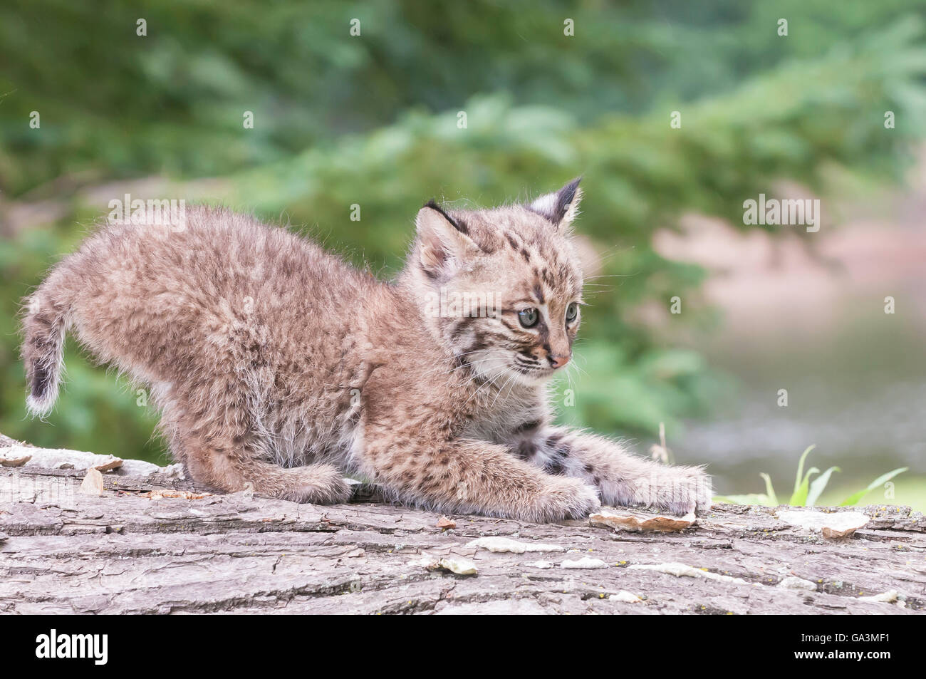 Bobcat kitten, Lynx (Felis) rufus, 8 weeks old, ranges from southern