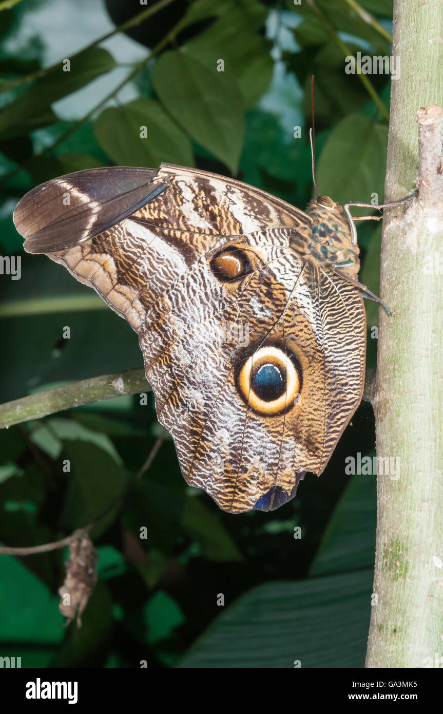 giant-owl-butterfly-caligo-idomeneus-la-selva-rio-napo-ecuador