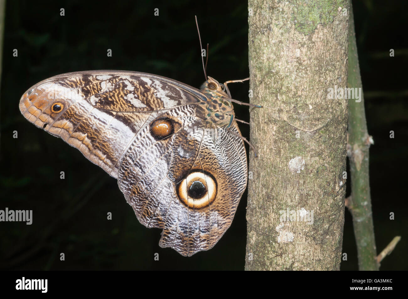 giant-owl-butterfly-caligo-idomeneus-la-selva-rio-napo-ecuador