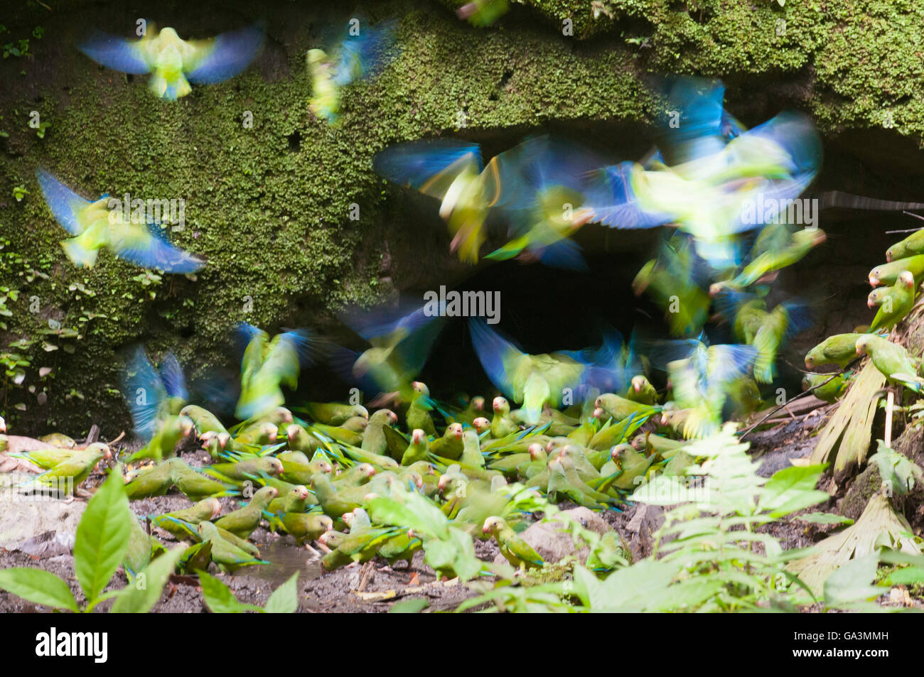 Motion blur of flock of Cobalt-winged Parakeets, Brotogeris cyanoptera, Yasuni National Park, Ecuador Stock Photo