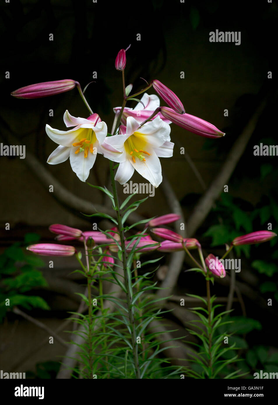 White and yellow 'Kings Lily' flower or Regal Lily (Lilium Regale) with buds, stems and natural foliage Stock Photo