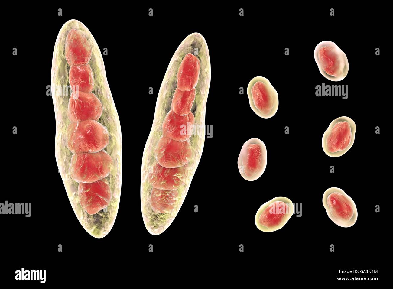 Computer illustration of Trichophyton mentagrophytes, the cause of athlete's foot (tinea pedis) and scalp ringworm (tinea capitus). Both of these contagious skin infections are spread by the fungus's spores (red). T. mentagrophytes is one of many species of fungi that can grow in human skin, causing inflammation and itching. Athlete's foot and ringworm are treated with antifungal drugs. Seen here are two types of conidia (structures which contain fungal spores): macro-conidia (multicellular bodies) and micro-conidia (unicellular bodies). Stock Photo