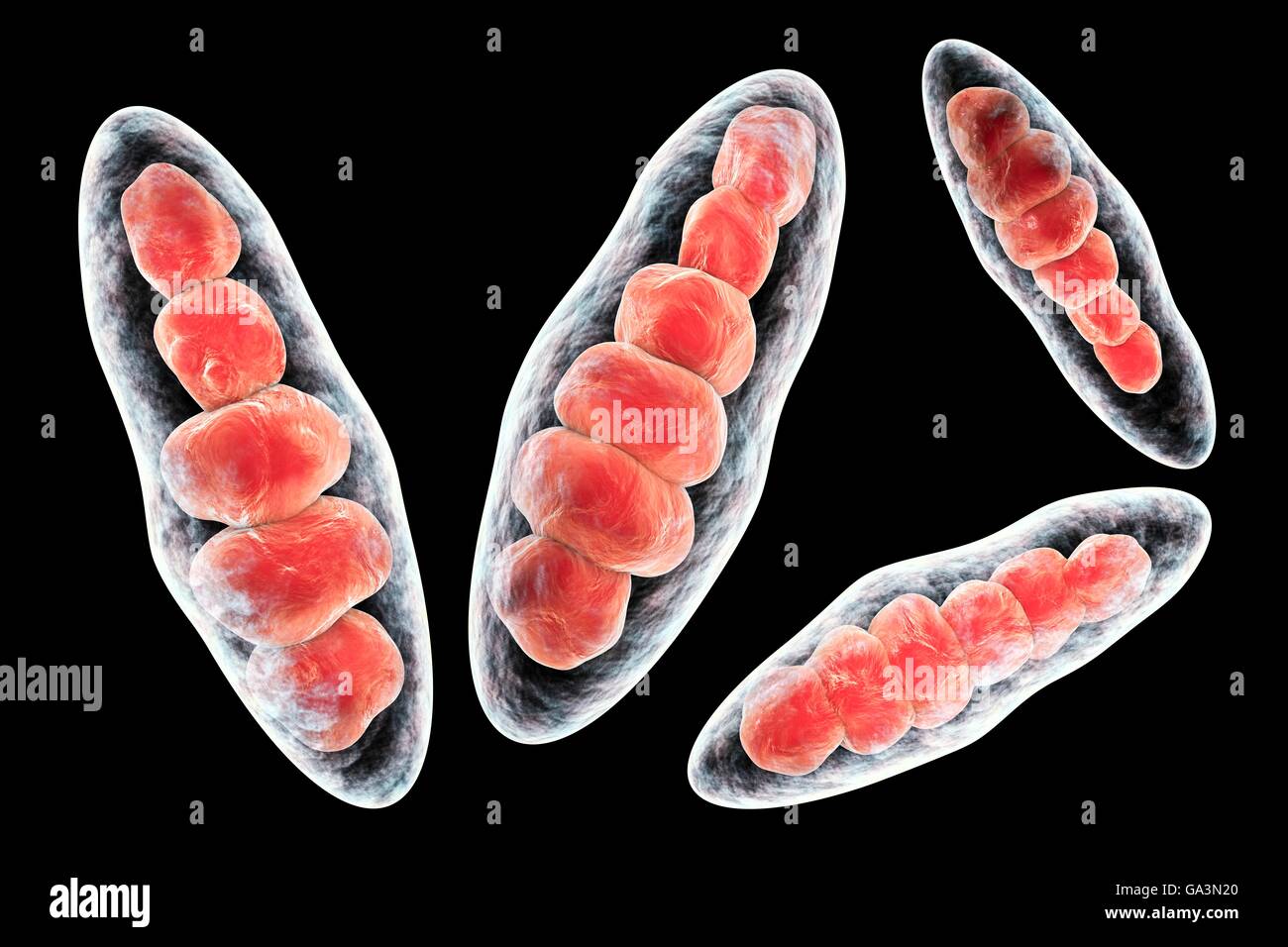 Computer illustration of Trichophyton mentagrophytes, the cause of athlete's foot (tinea pedis) and scalp ringworm (tinea capitus). Both of these contagious skin infections are spread by the fungus's spores (red). T. mentagrophytes is one of many species of fungi that can grow in human skin, causing inflammation and itching. Athlete's foot and ringworm are treated with antifungal drugs. Seen here are macroconidia (multi-cellular bodies containing spores). Stock Photo