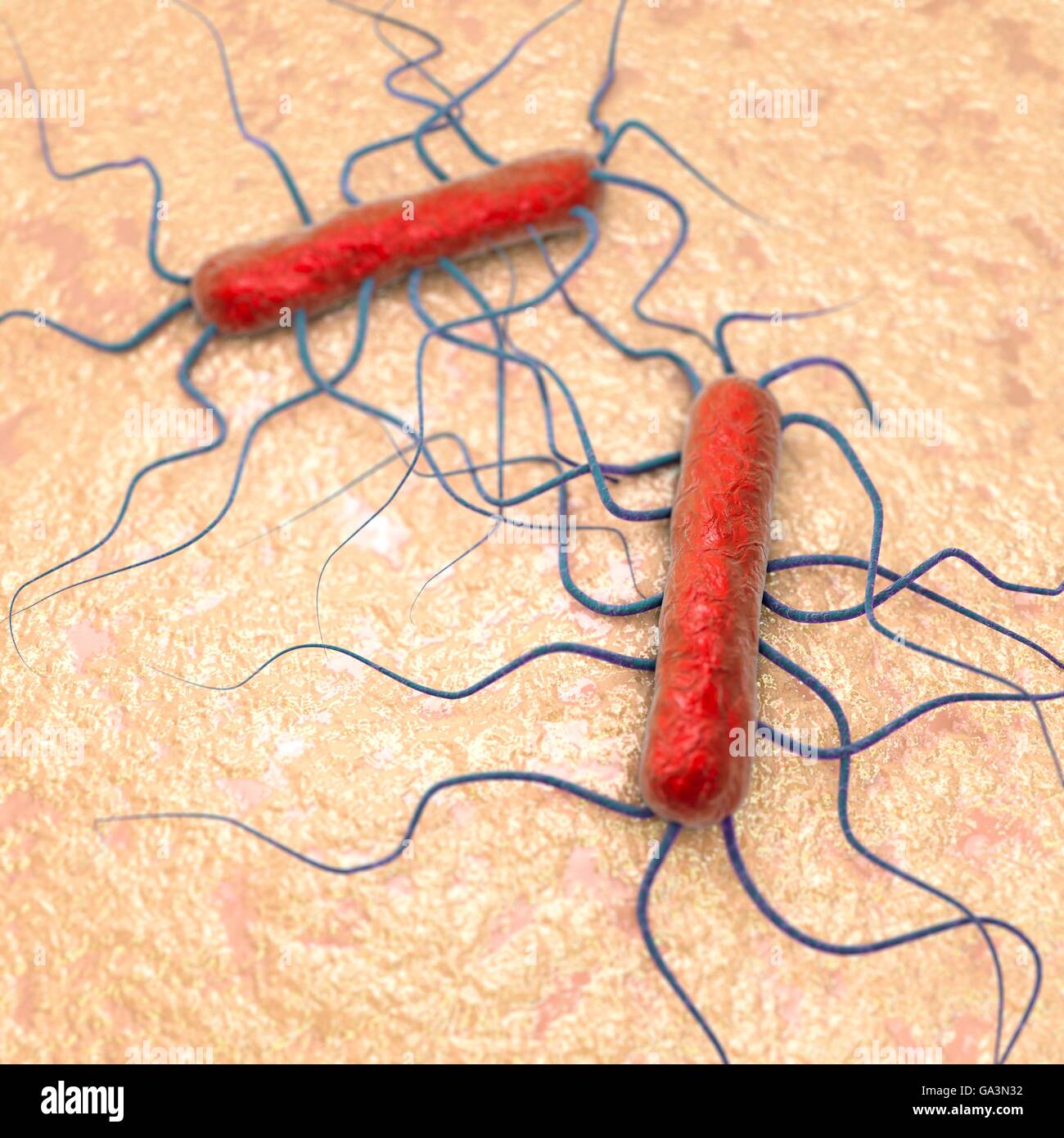 Listeria bacteria, computer illustration. Listeria are Gram-positive rod-shaped bacteria. The species L. monocytogenes is a human pathogen, causing the disease listeriosis. Symptoms of listeriosis include fever, meningitis and encephalitis (swelling of the brain). It is caught from contaminated food and is most common in newborns, the elderly and immunocompromised patients. Stock Photo