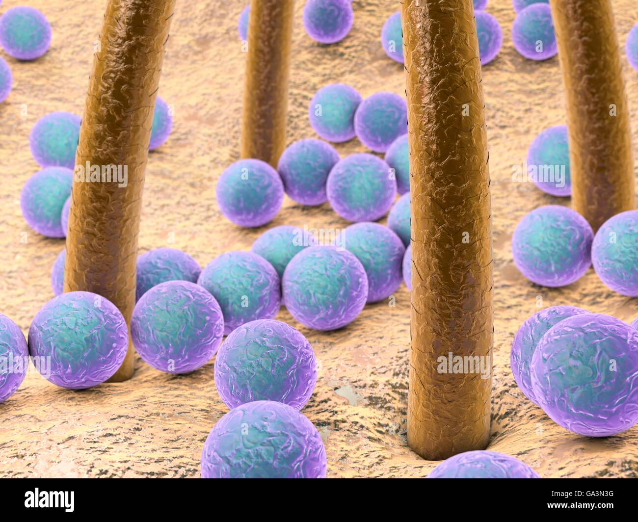 Bacteria on skin with hairs. Computer artwork of bacteria (blue) on human skin. Many types of bacteria are found on human skin, especially associated with sweat glands and hair follicles. They usually cause no problems, although some can cause acne. Bacteria usually only become a problem if they penetrate the skin, for example through a wound or cut. Stock Photo