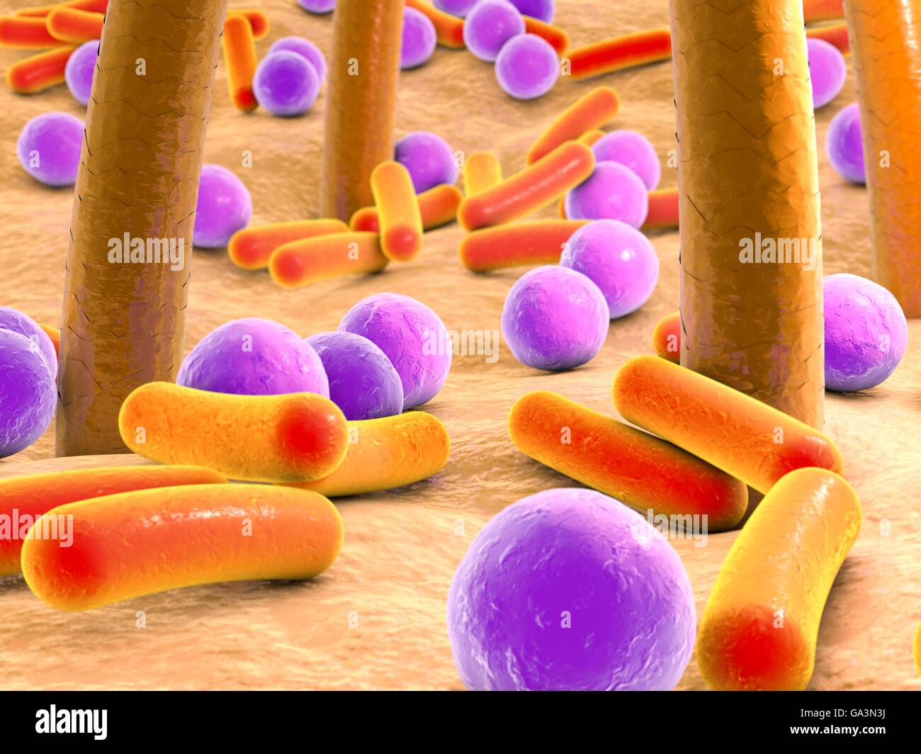 Bacteria on skin with hairs. Computer artwork of bacteria (purple and orange) on human skin. Many types of bacteria are found on human skin, especially associated with sweat glands and hair follicles. They usually cause no problems, although some can cause acne. Bacteria usually only become a problem if they penetrate the skin, for example through a wound or cut. Stock Photo
