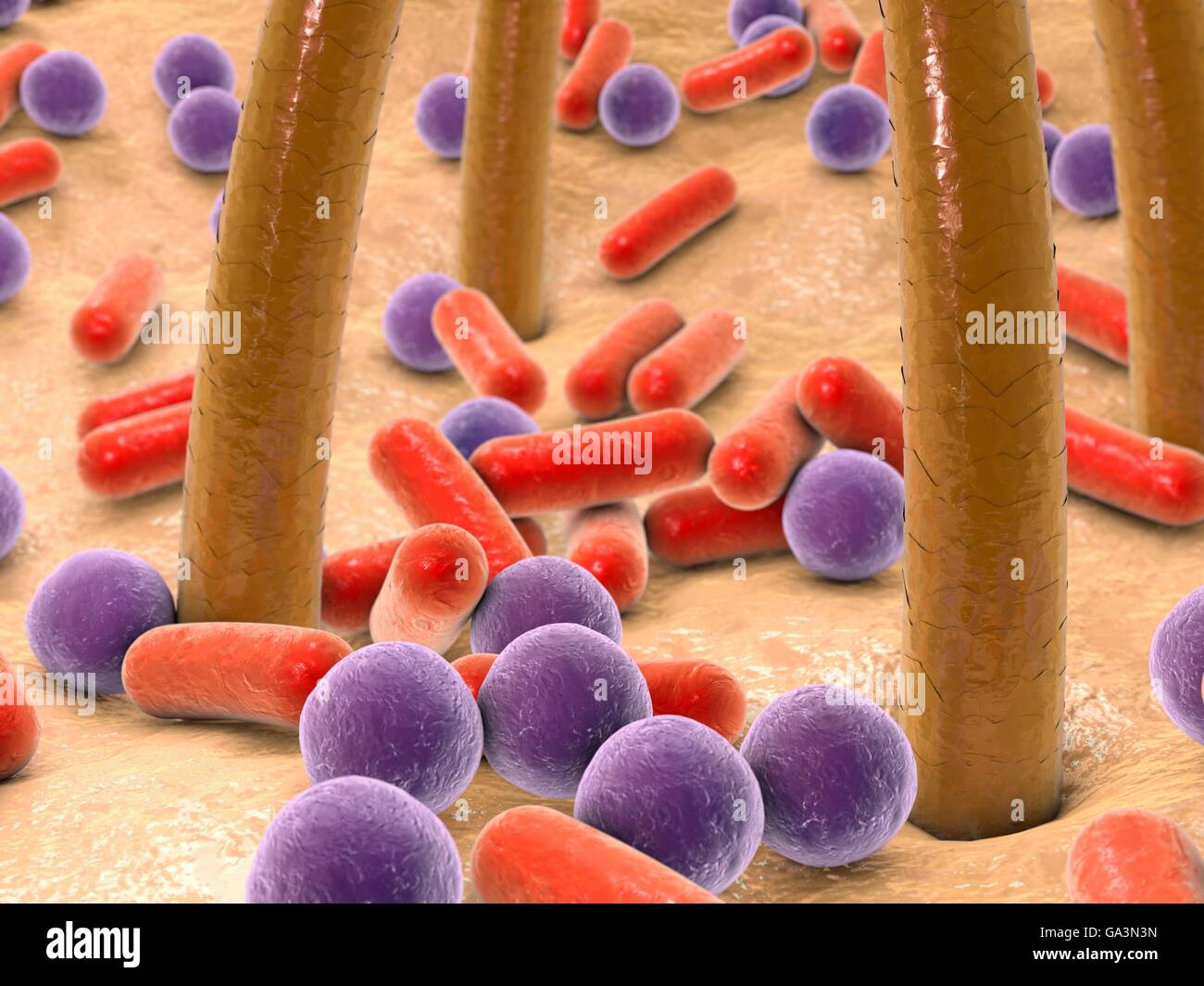 Bacteria on skin with hairs. Computer artwork of bacteria (purple and red) on human skin. Many types of bacteria are found on human skin, especially associated with sweat glands and hair follicles. They usually cause no problems, although some can cause acne. Bacteria usually only become a problem if they penetrate the skin, for example through a wound or cut. Stock Photo