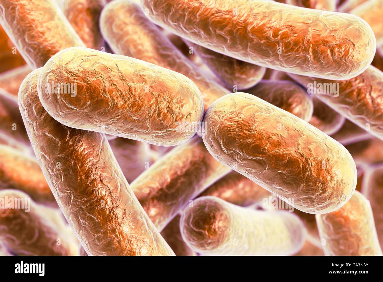 Illustration of rodshaped bacteria. Rodshaped bacteria include