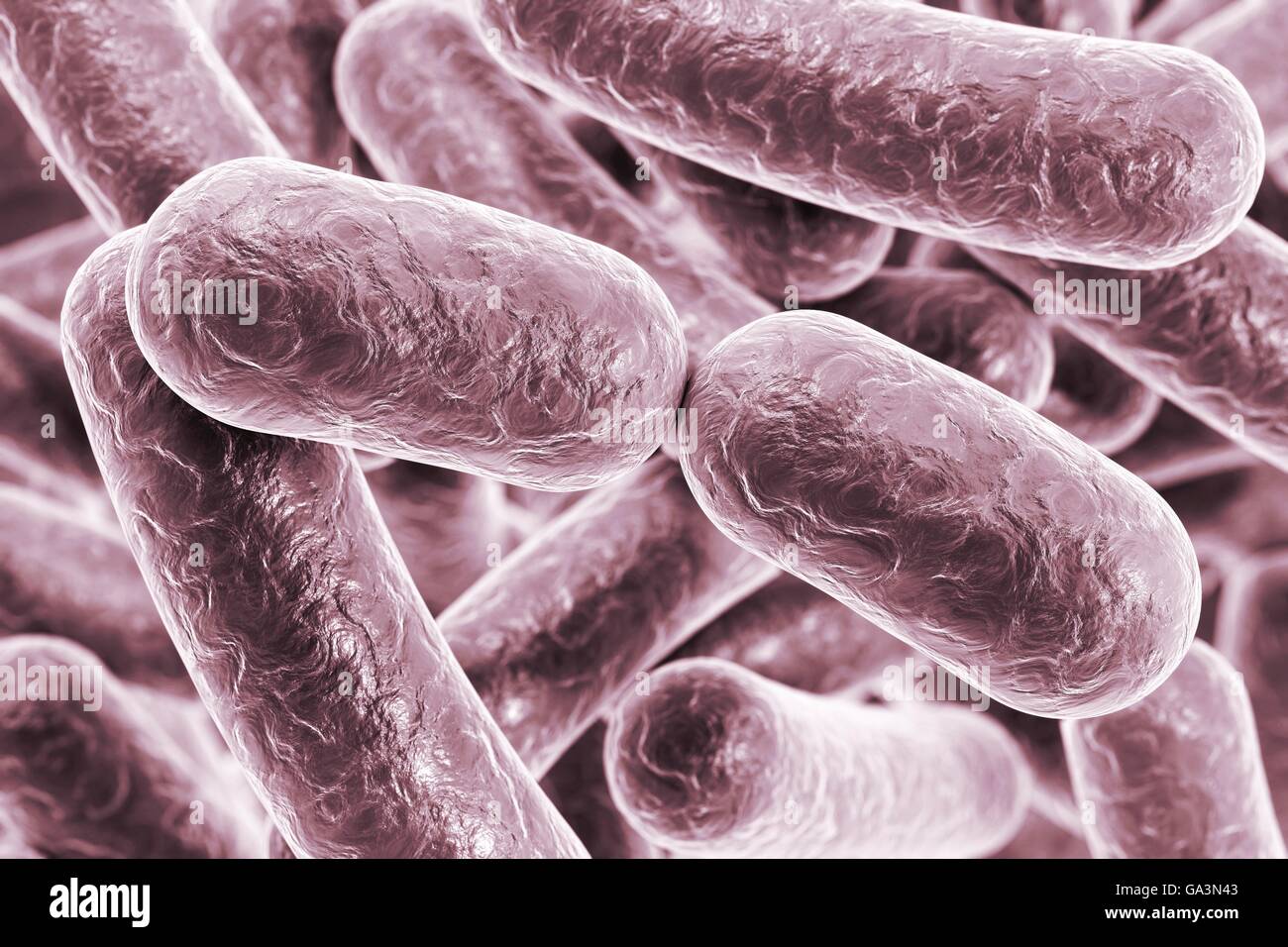 Illustration of rodshaped bacteria. Rodshaped bacteria include