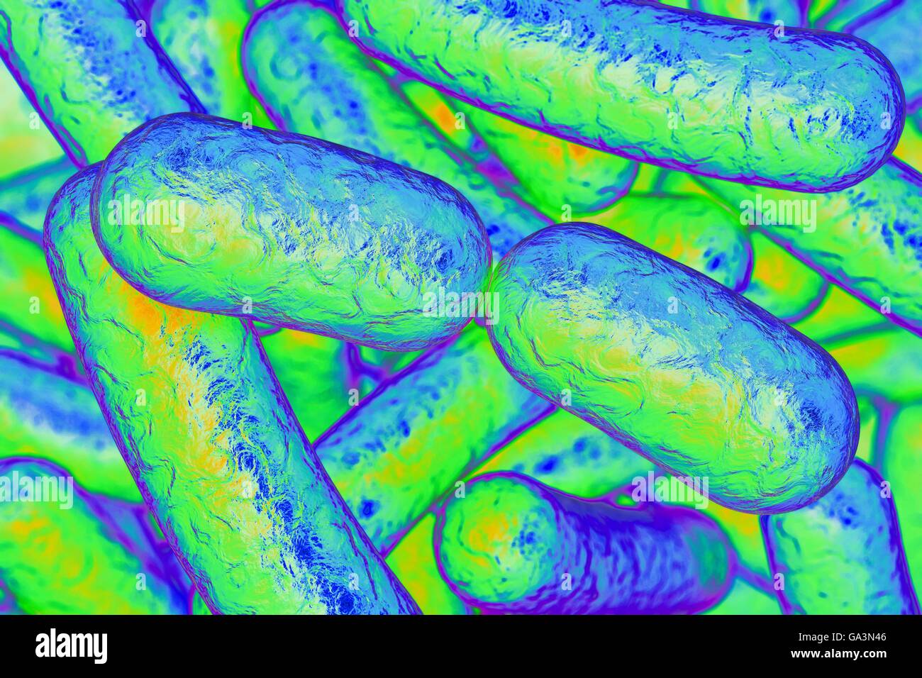 Illustration of rodshaped bacteria. Rodshaped bacteria include