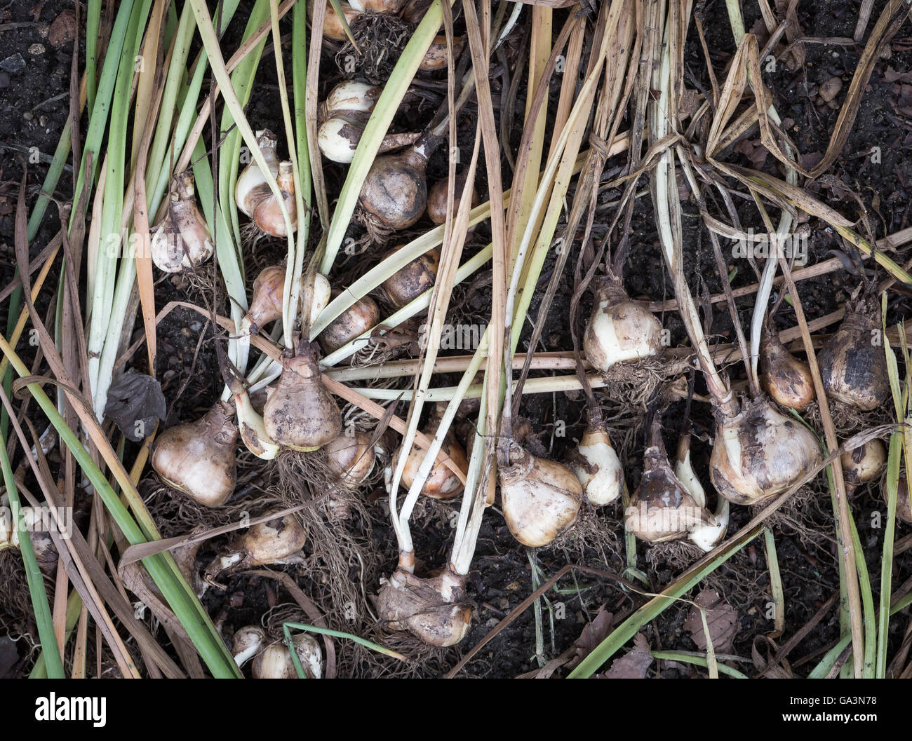 Dug out the flower bulbs, after the end of the growing season Stock Photo