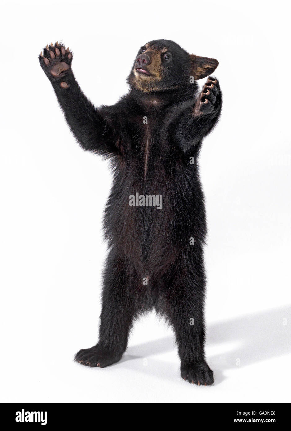 Black bear cub standing on hind legs, arms open wide with a whimsical expression. Stock Photo