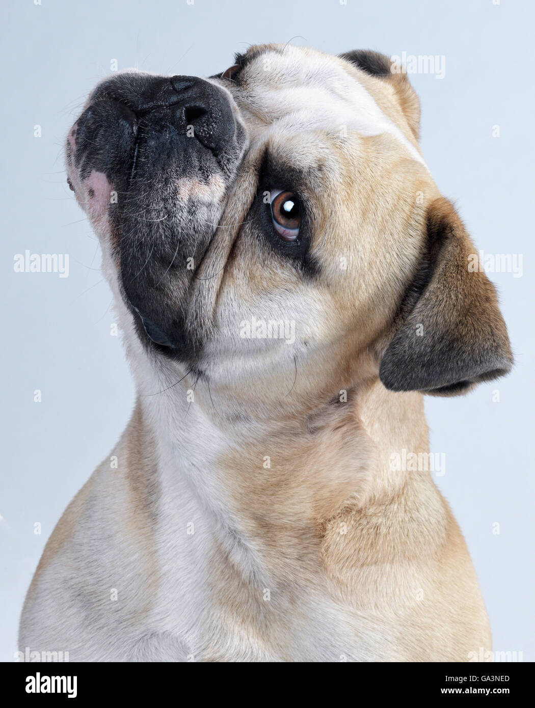 Bulldog portrait, face looking up camera left, thoughtful expression. Stock Photo
