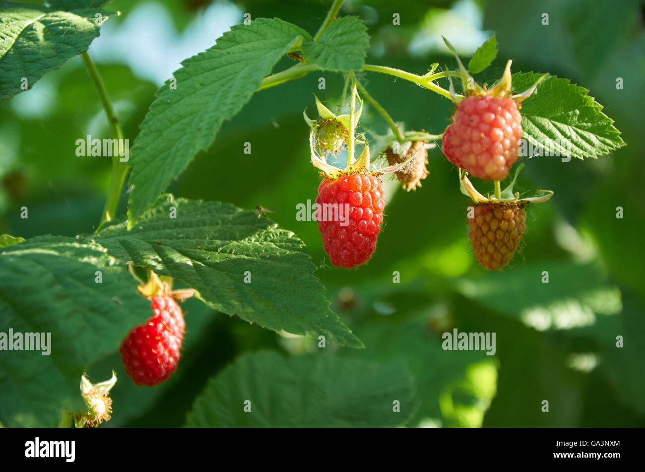 Closeup twig branch raspberry grow hi-res stock photography and images ...