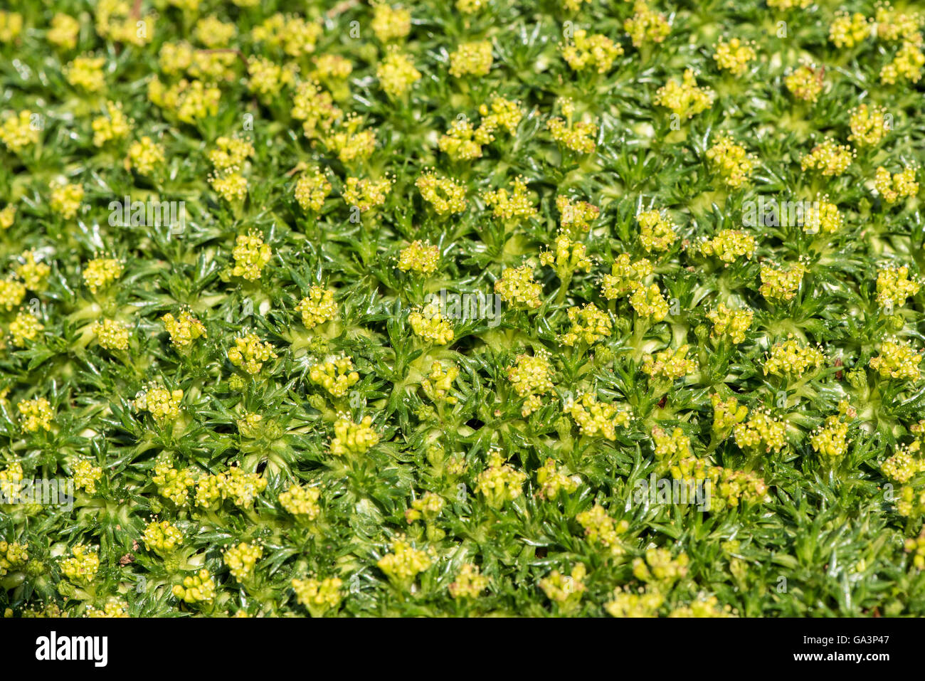 Azorella trifurcata ‘Nana’ Stock Photo