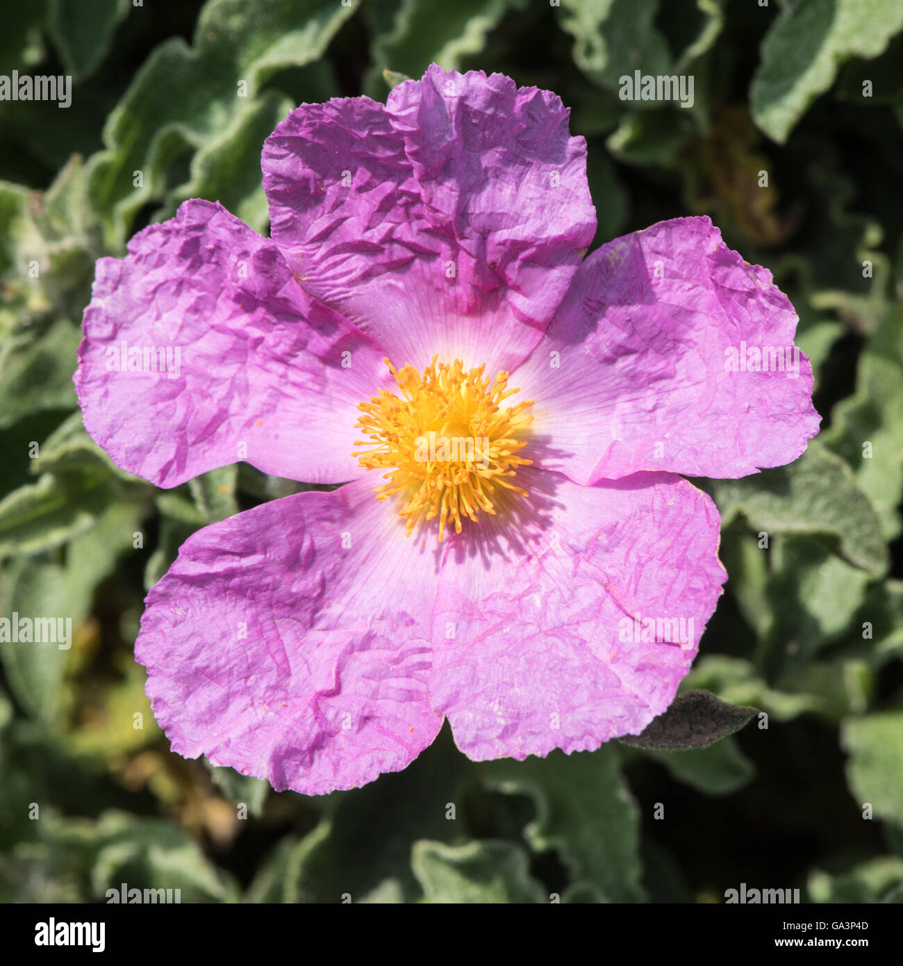 Cistus creticus (pink rock rose Stock Photo Alamy