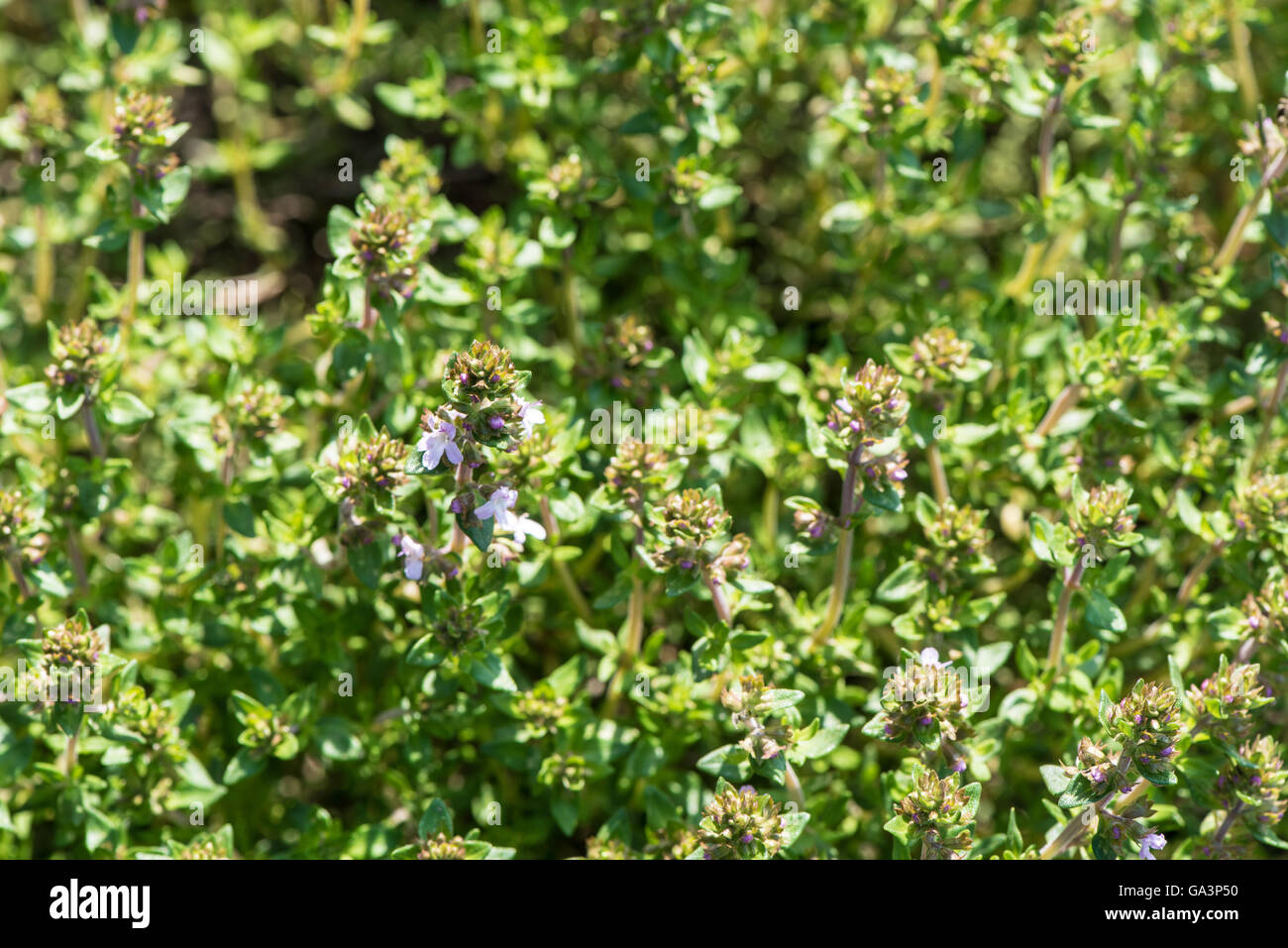 Thyme (Thymus vulgaris) Stock Photo