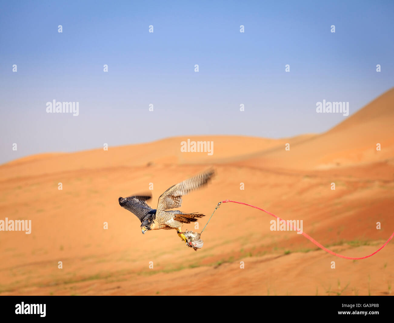 Training of Peregrine Falcon for traditional hunting in Dubai Desert