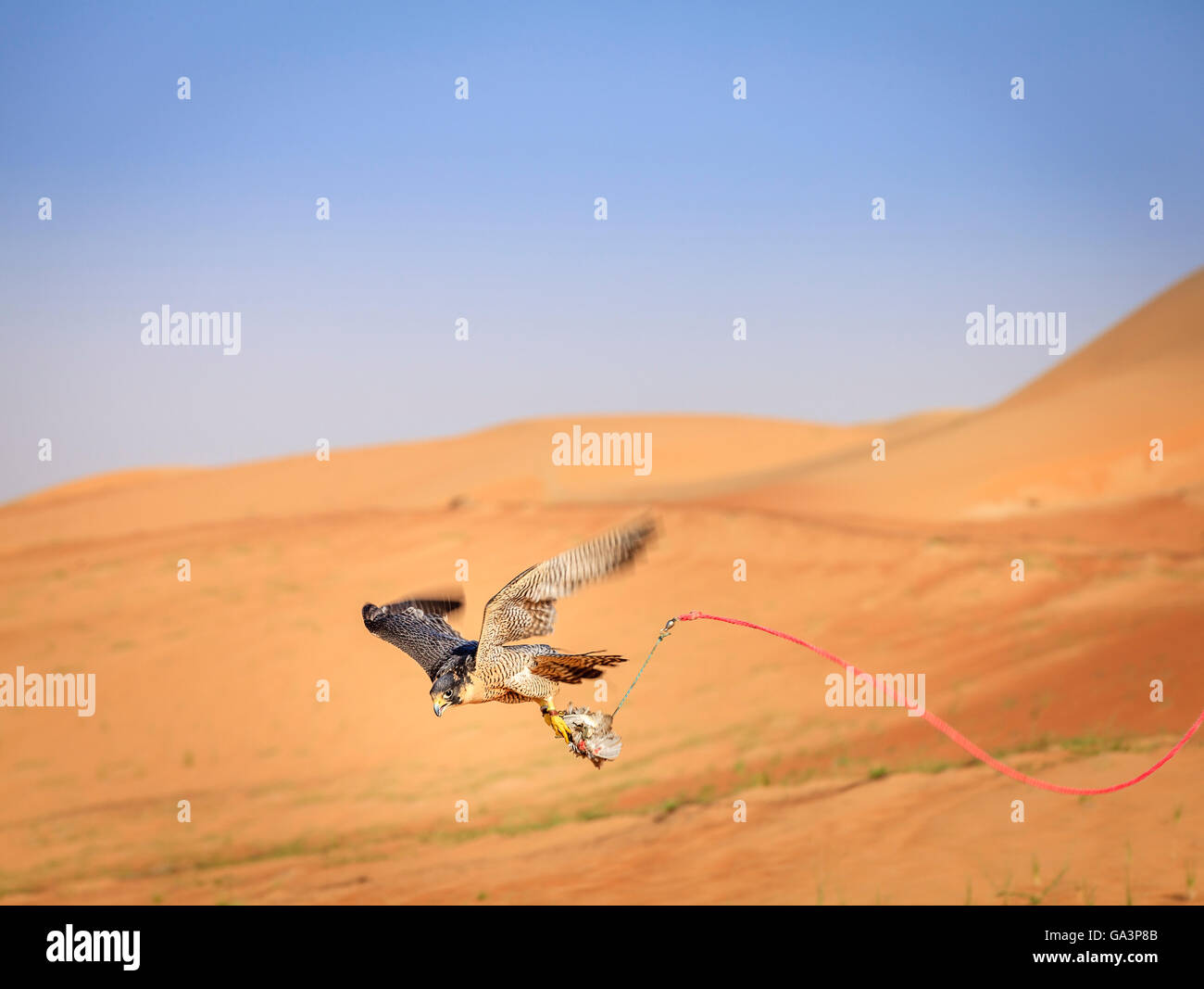 Training of Peregrine Falcon for traditional hunting in Dubai Desert Conservation Reserve, UAE Stock Photo