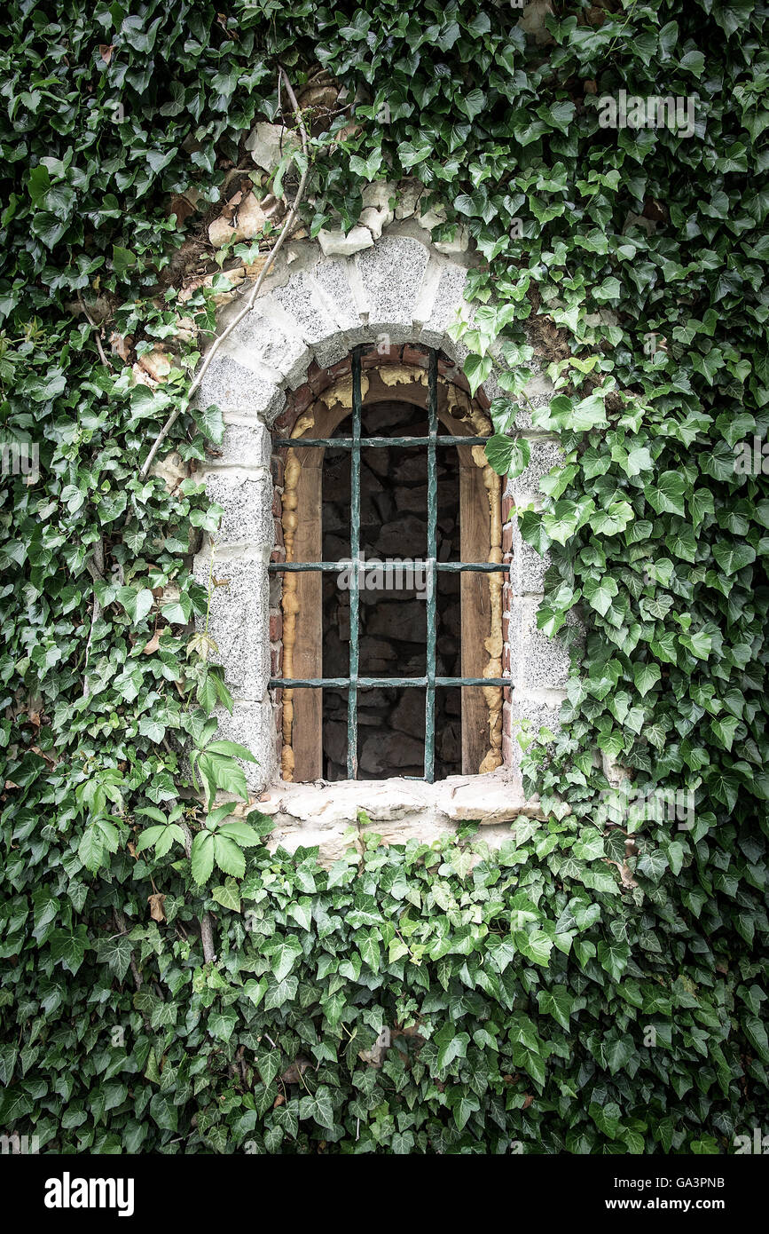 Old window with bars on the wall entwined with ivy. Stock Photo