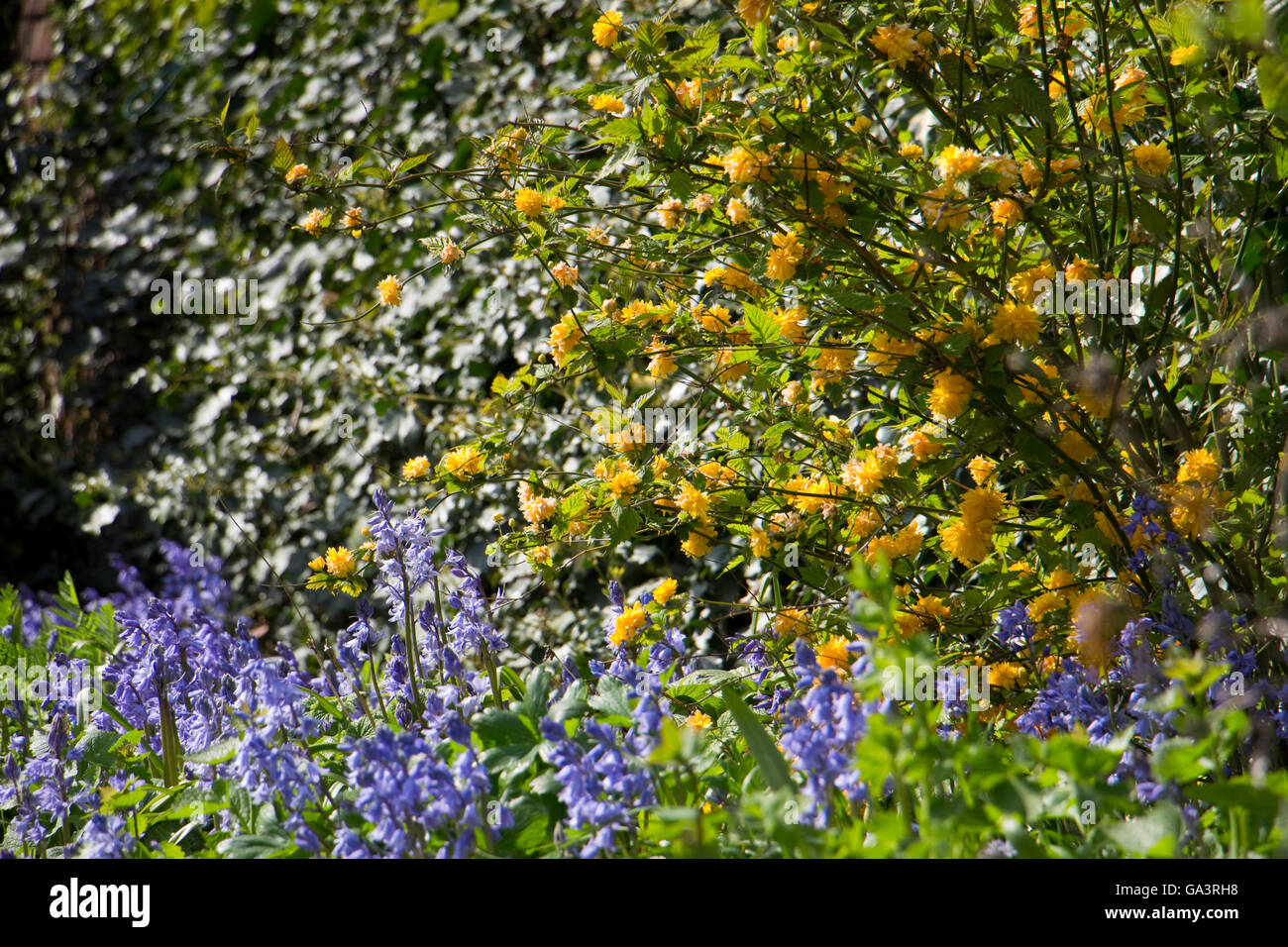 A garden border with flowers in spring, North Yorkshire, England, UK ...