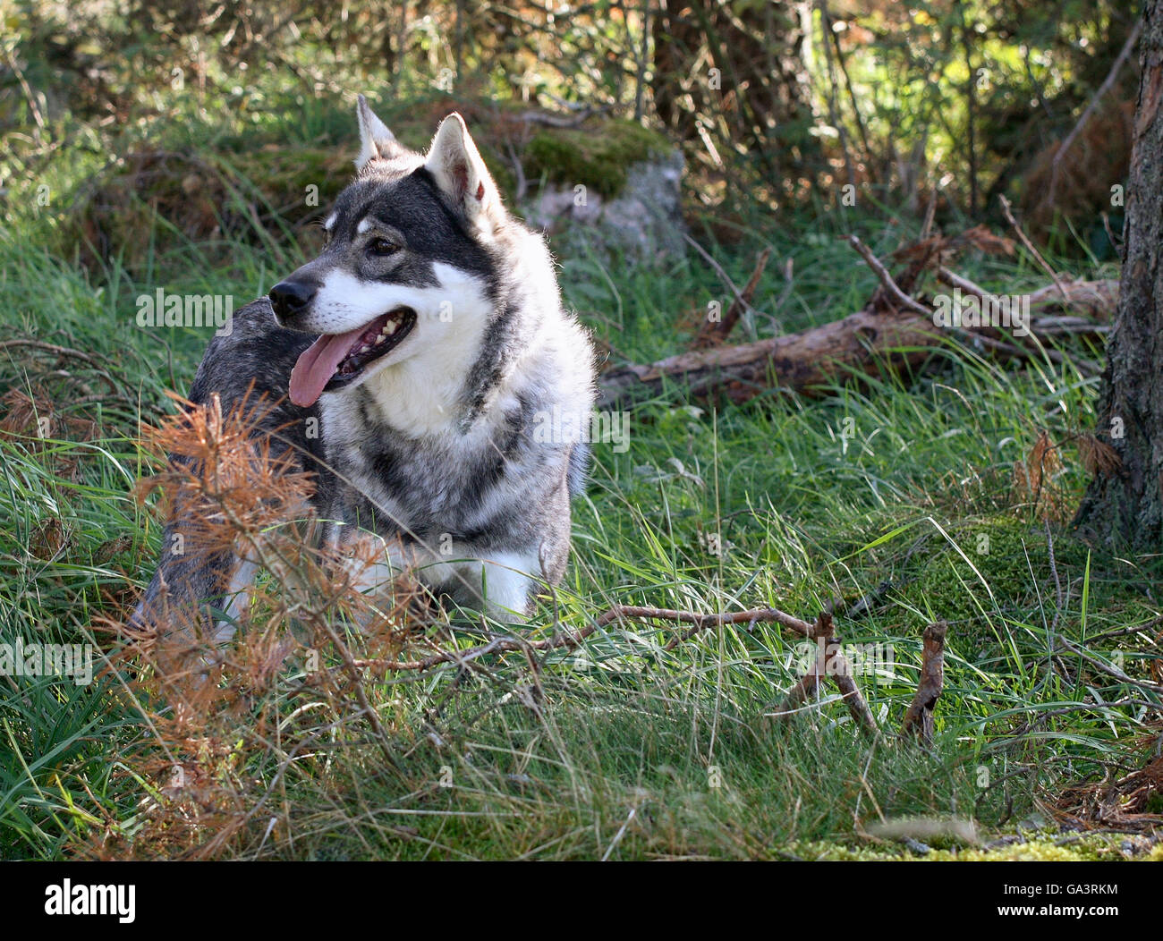 Swedish Elkhound Stock Photo